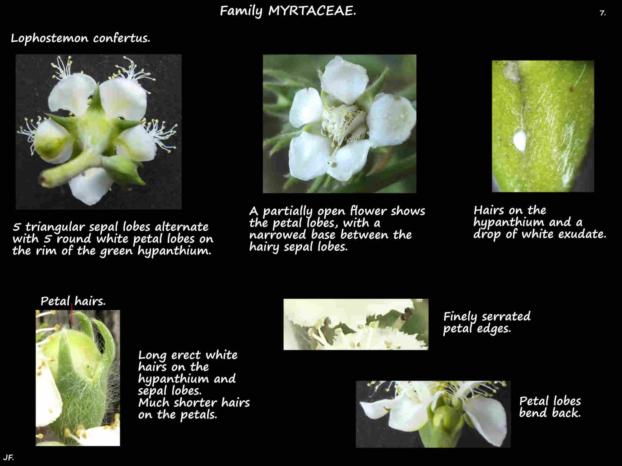 7 Lophostemon confertus sepals & petals