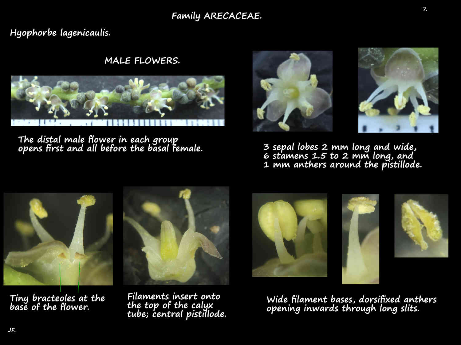 7 Male Hyophorbe lagenicaulis flowers