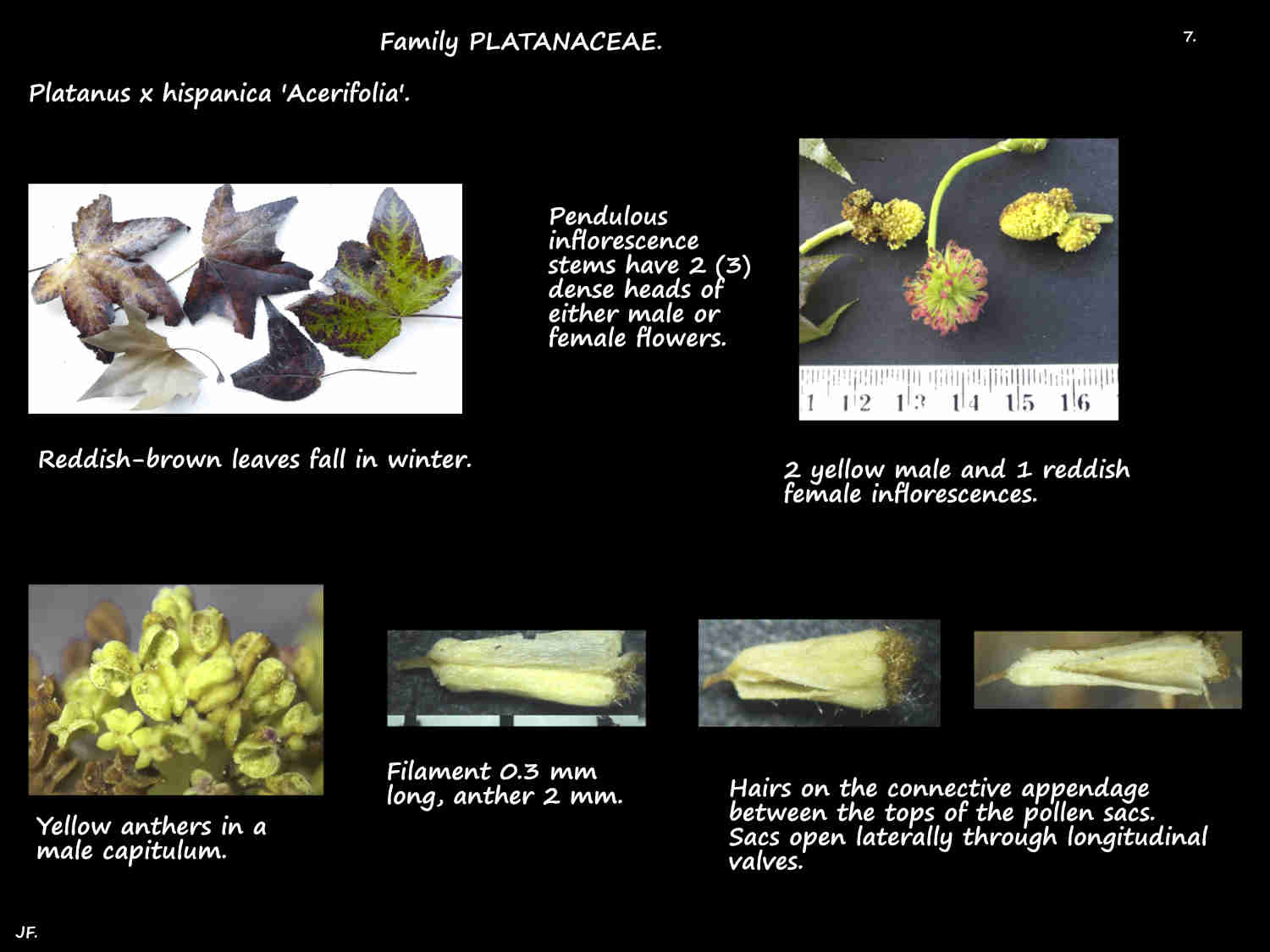 7 Male Platanus x hispanica inflorescences