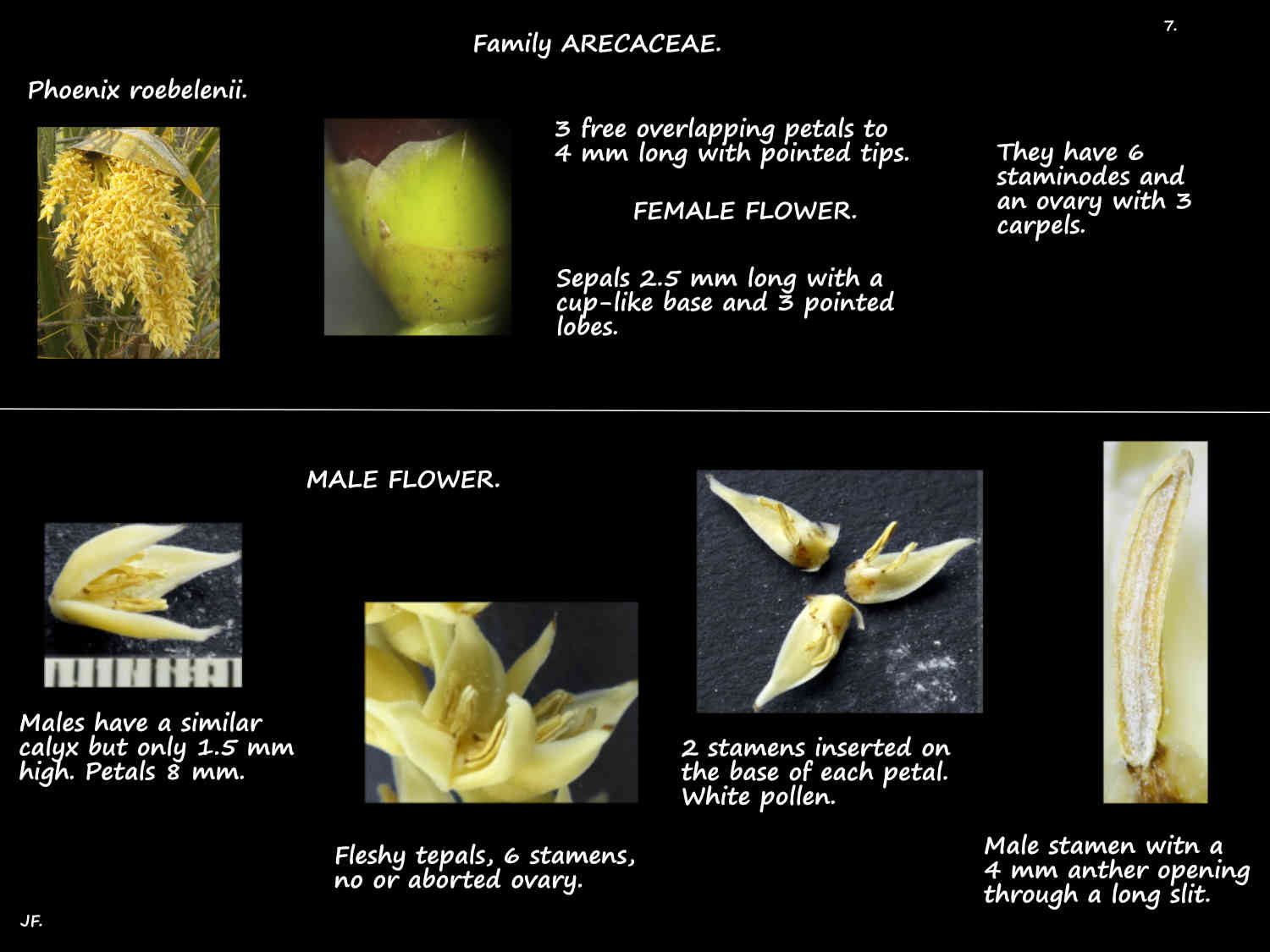 7 Male & female Phoenix roebelenii flowers
