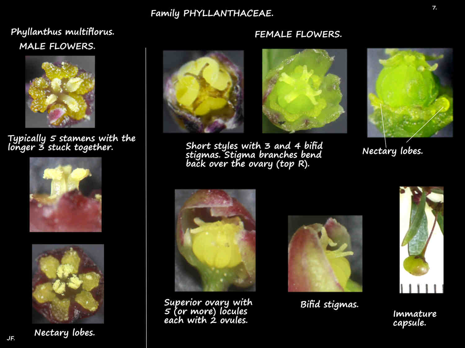 7 Male & female Phyllanthus multiflorus flowers