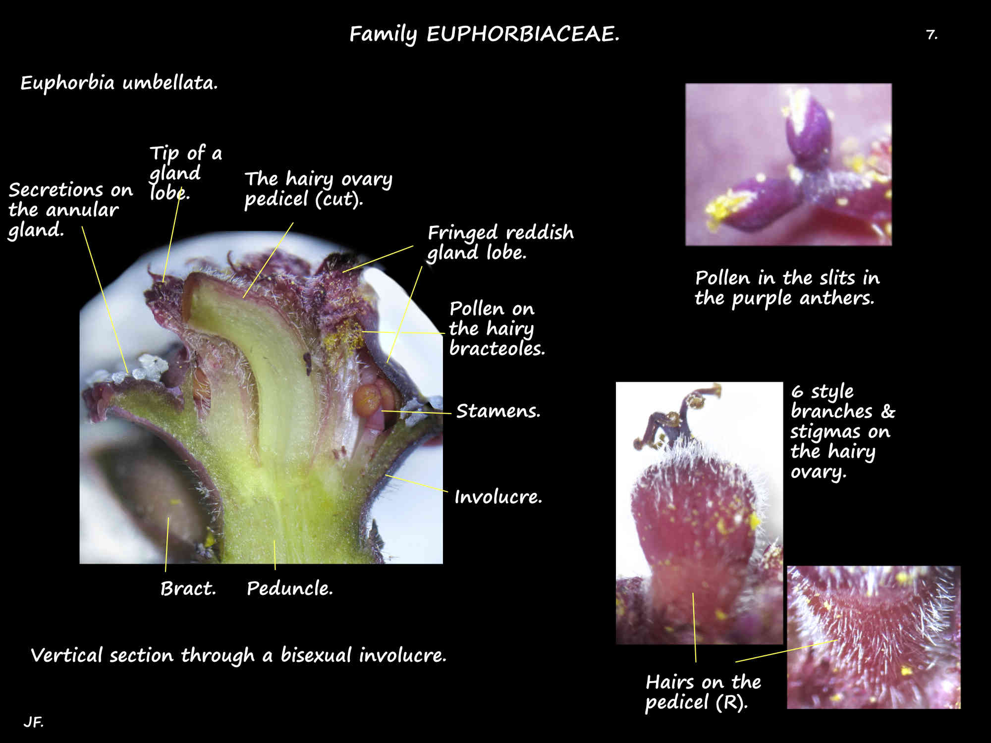 7 Male & female flowers of Euphorbia umbellata