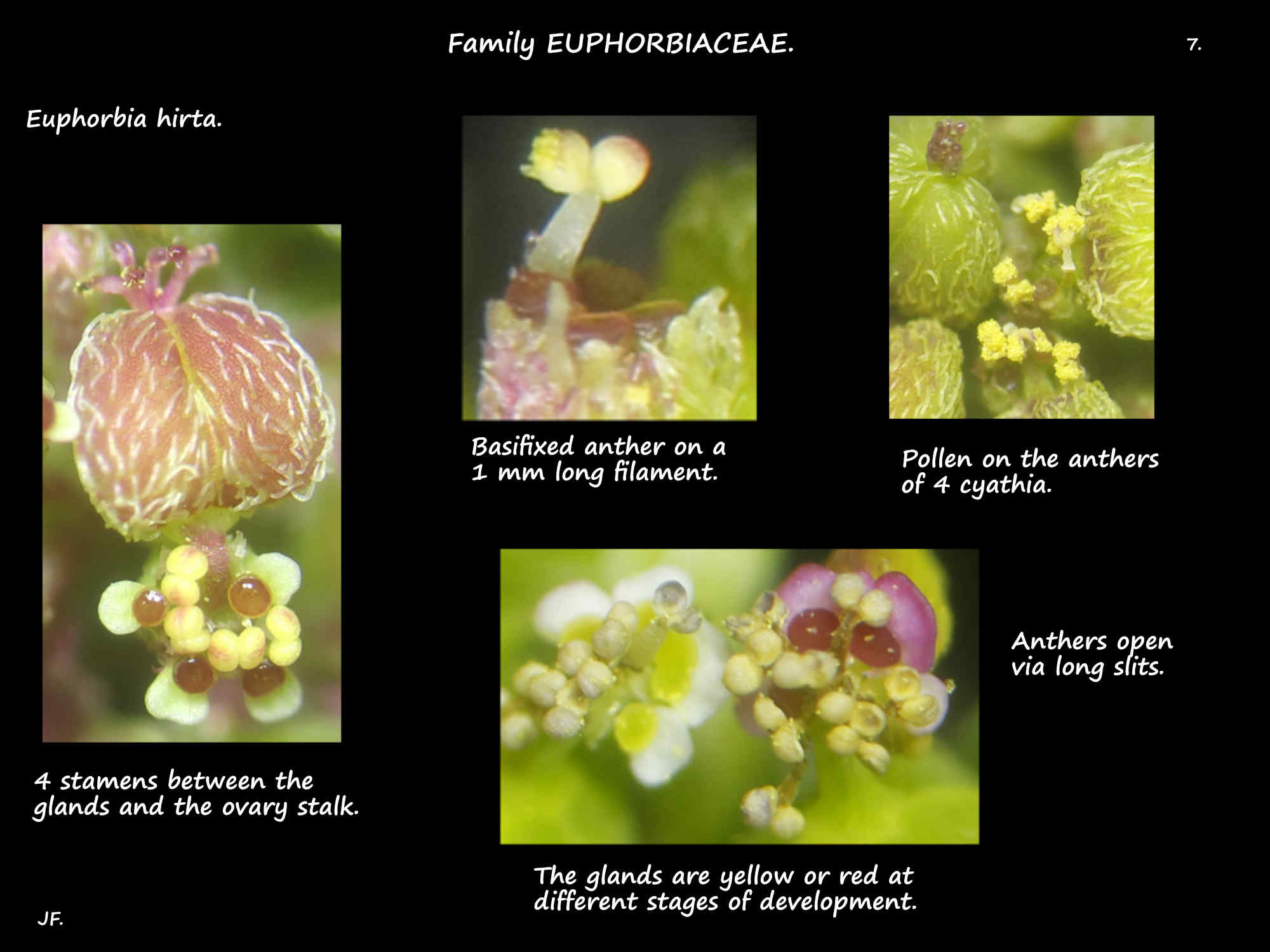 7 Male flowers in Euphotbia hirta cyathia