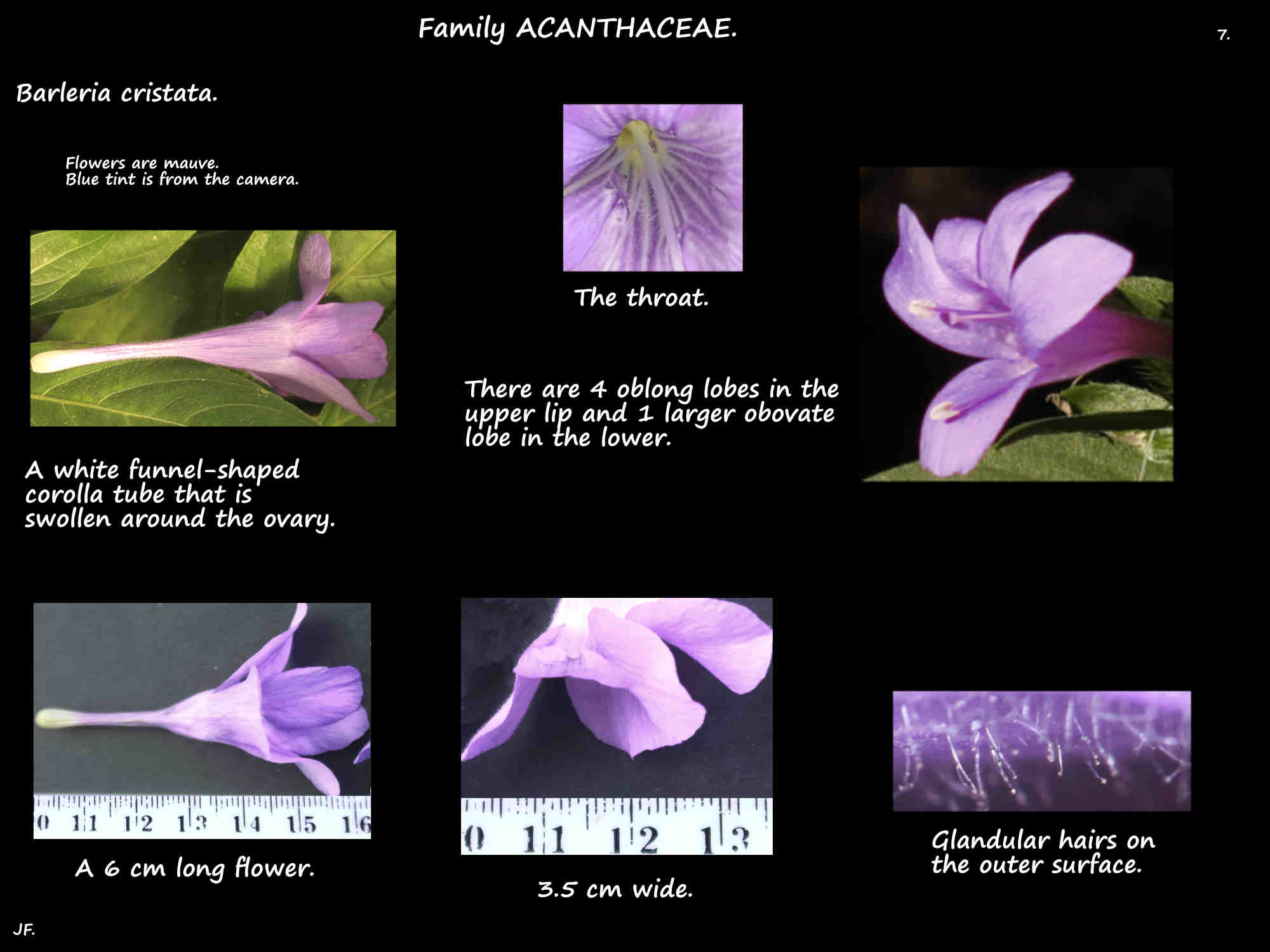 7 Mauve Philippine violet flowers