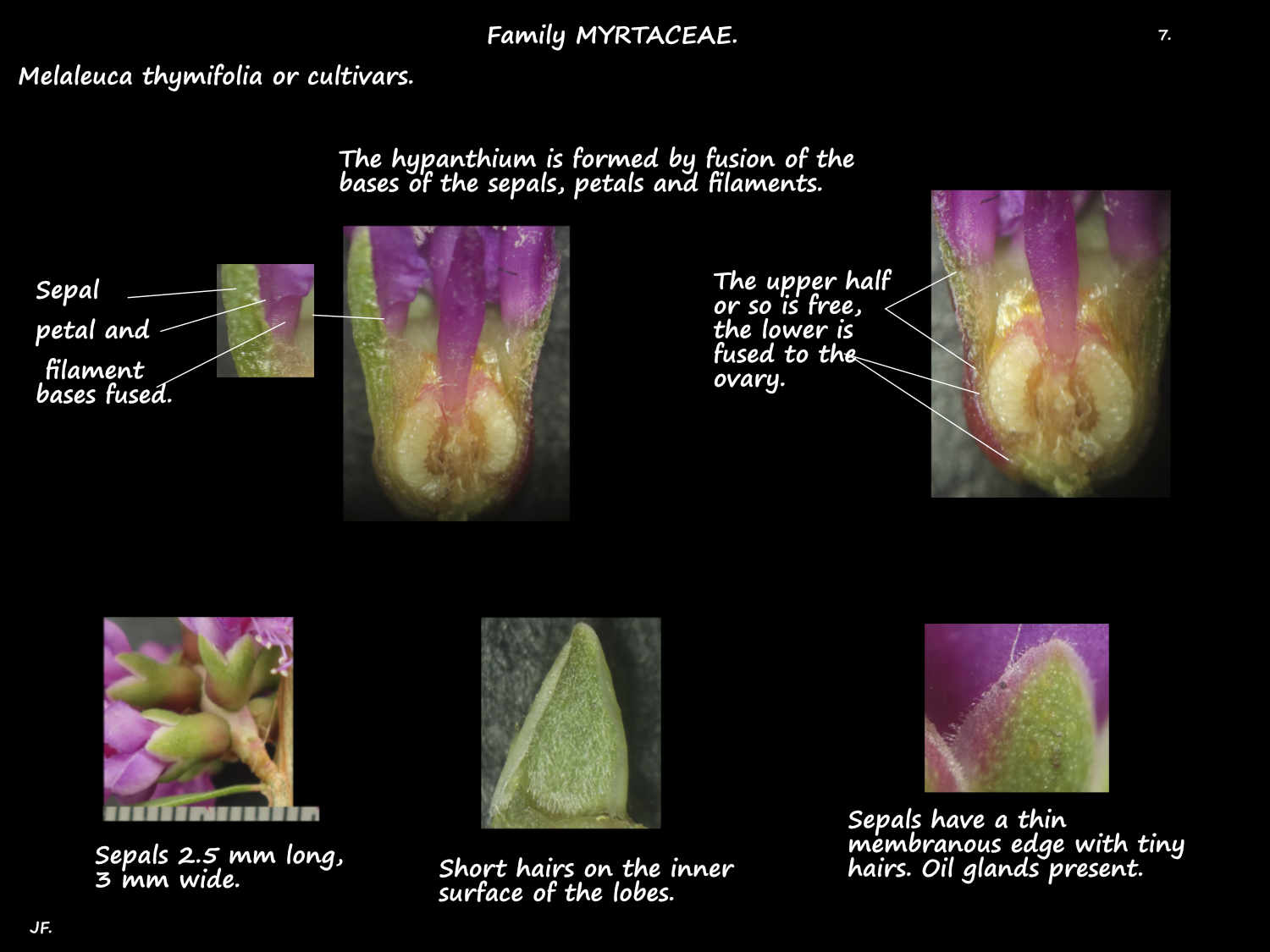 7 Melaleuca thymifolia hypanthium