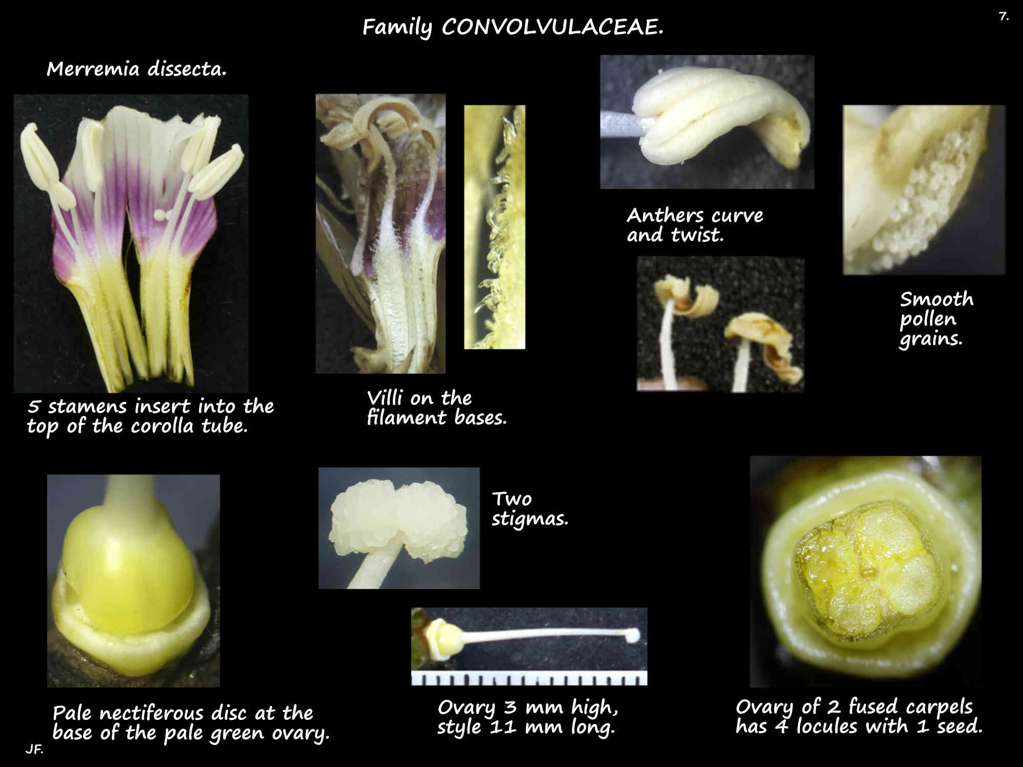 7 Merremia dissecta stamens & ovary