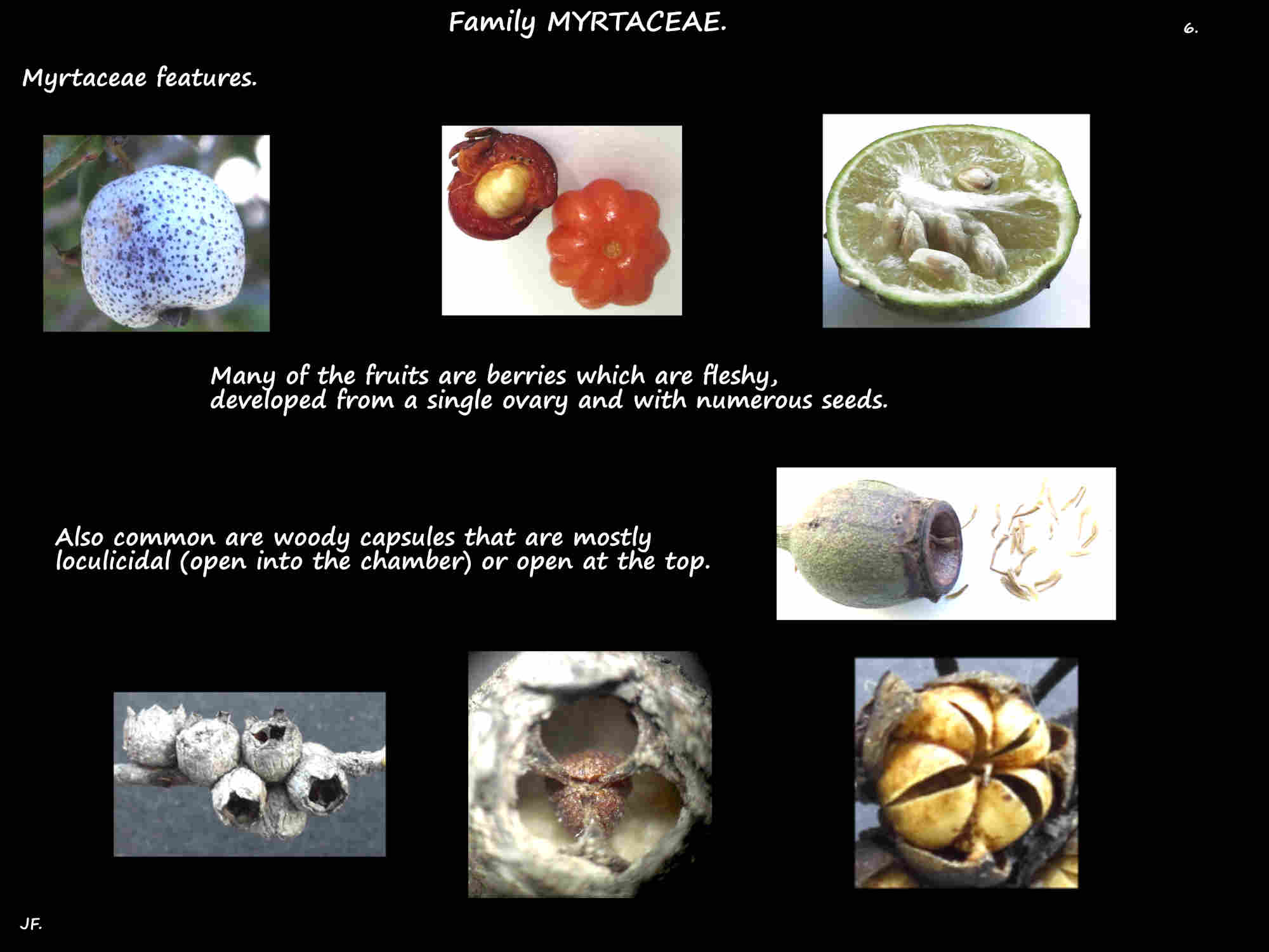 7 Myrtaceae berries & capsules