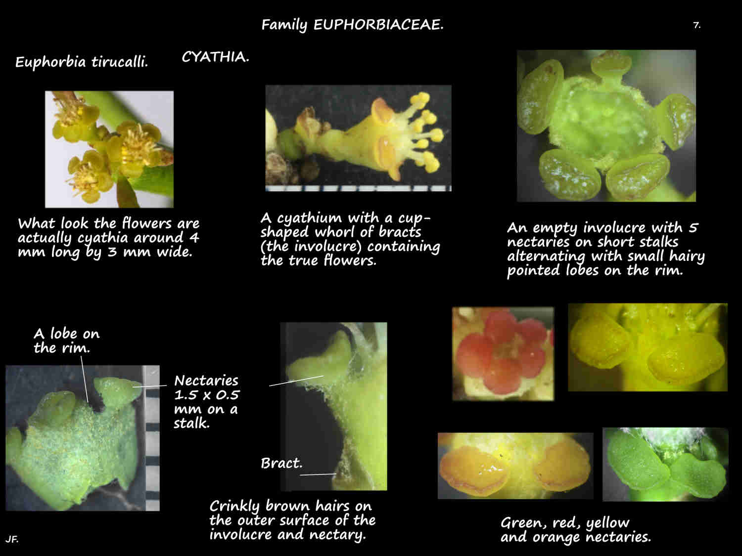 7 Nectaries on Euphorbia tirucalli cyathia