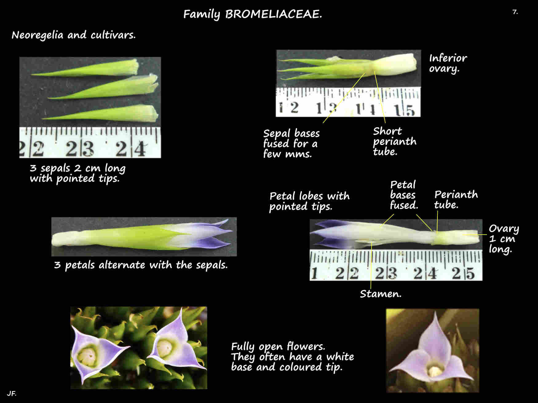 7 Neoregelia sepals & petals