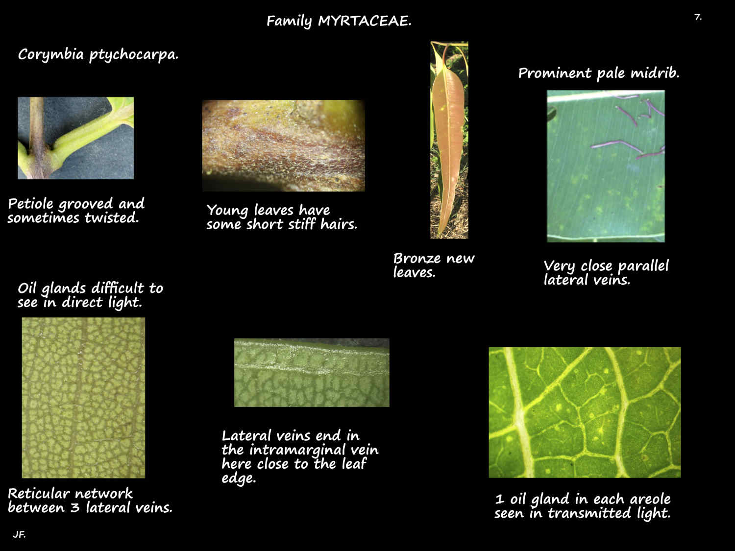 7 Oil glands in Corymbia ptychocarpa leaves