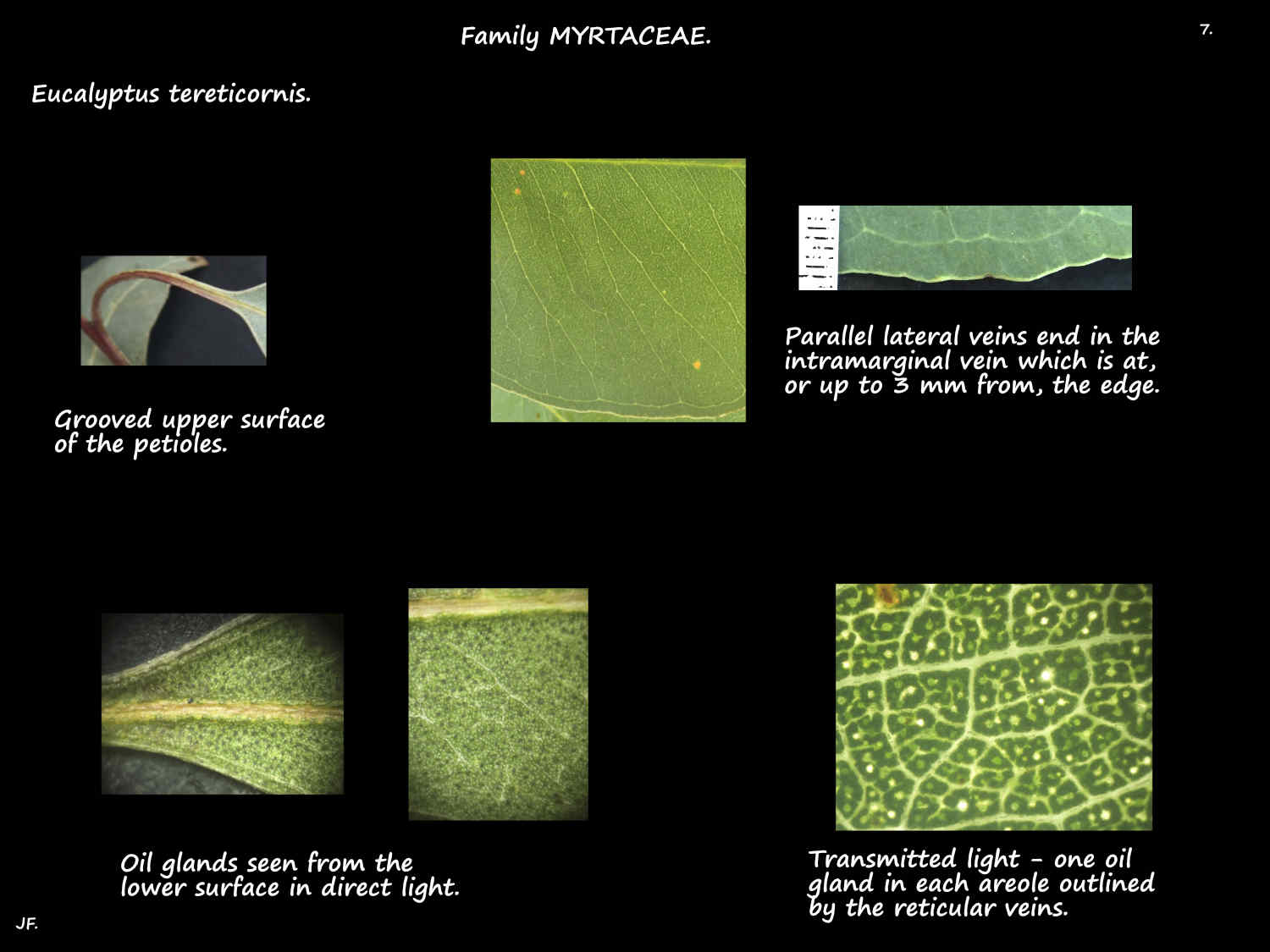 7 Oil glands in Red Irongum leaves