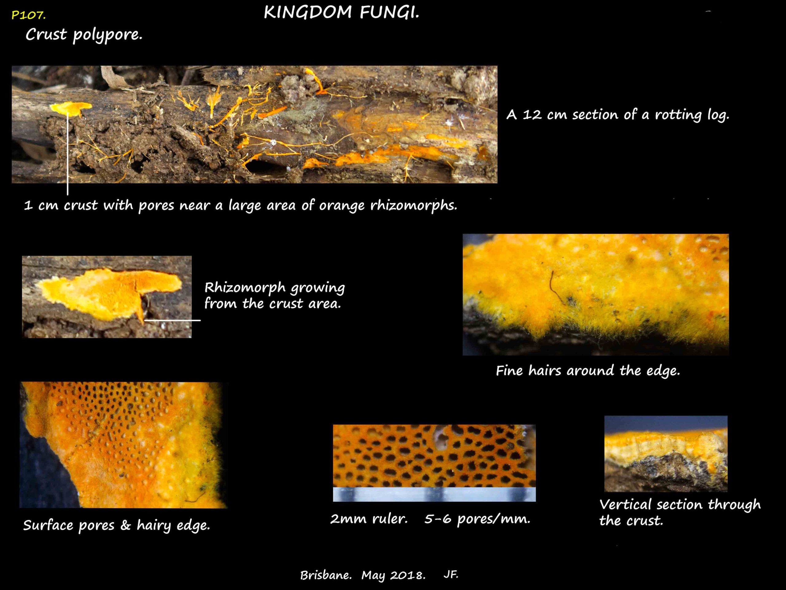 7 Orange crust fungus & large rhizomorphs