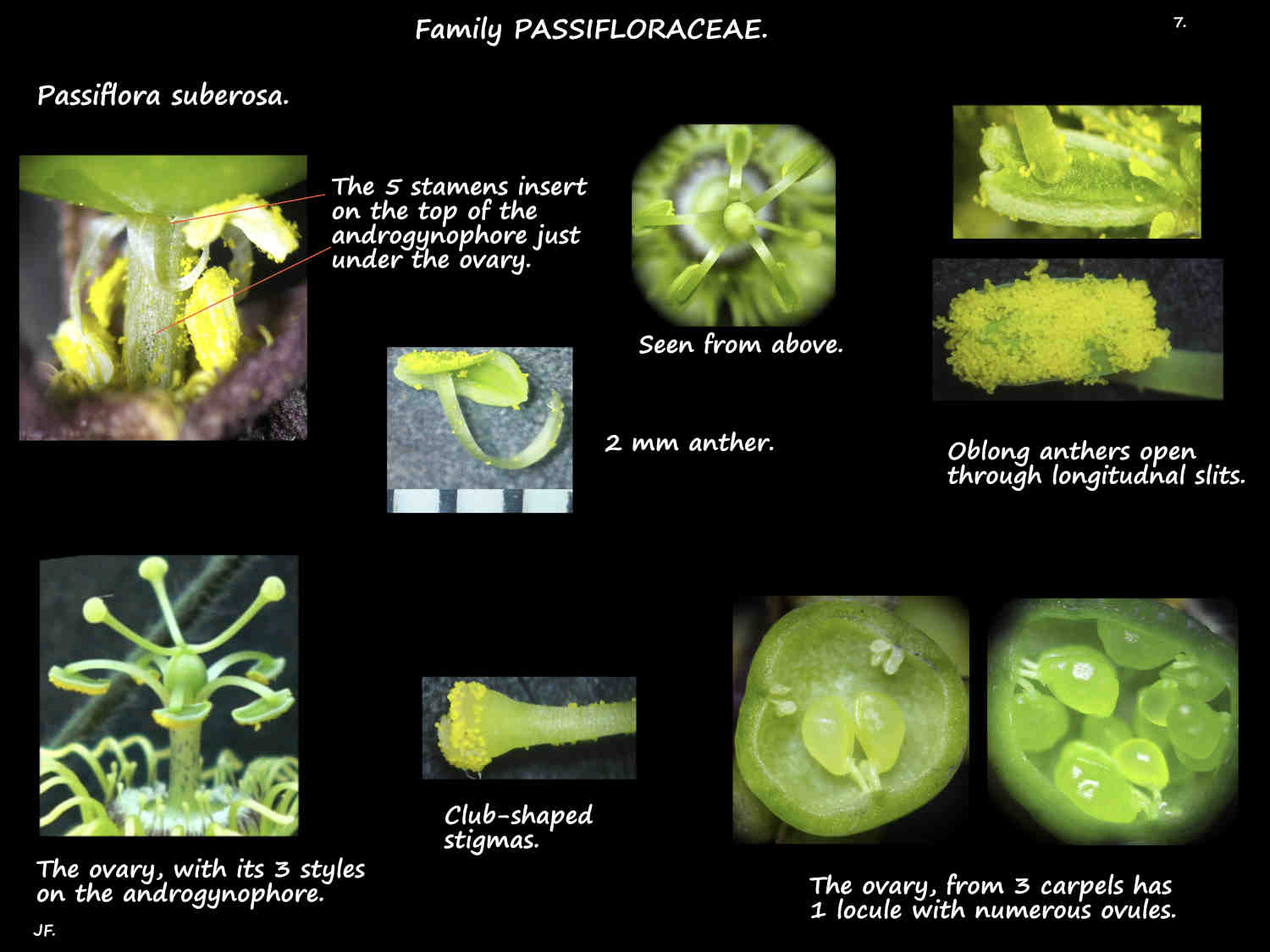 7 Passiflora suberosa stamens, ovary & stigma