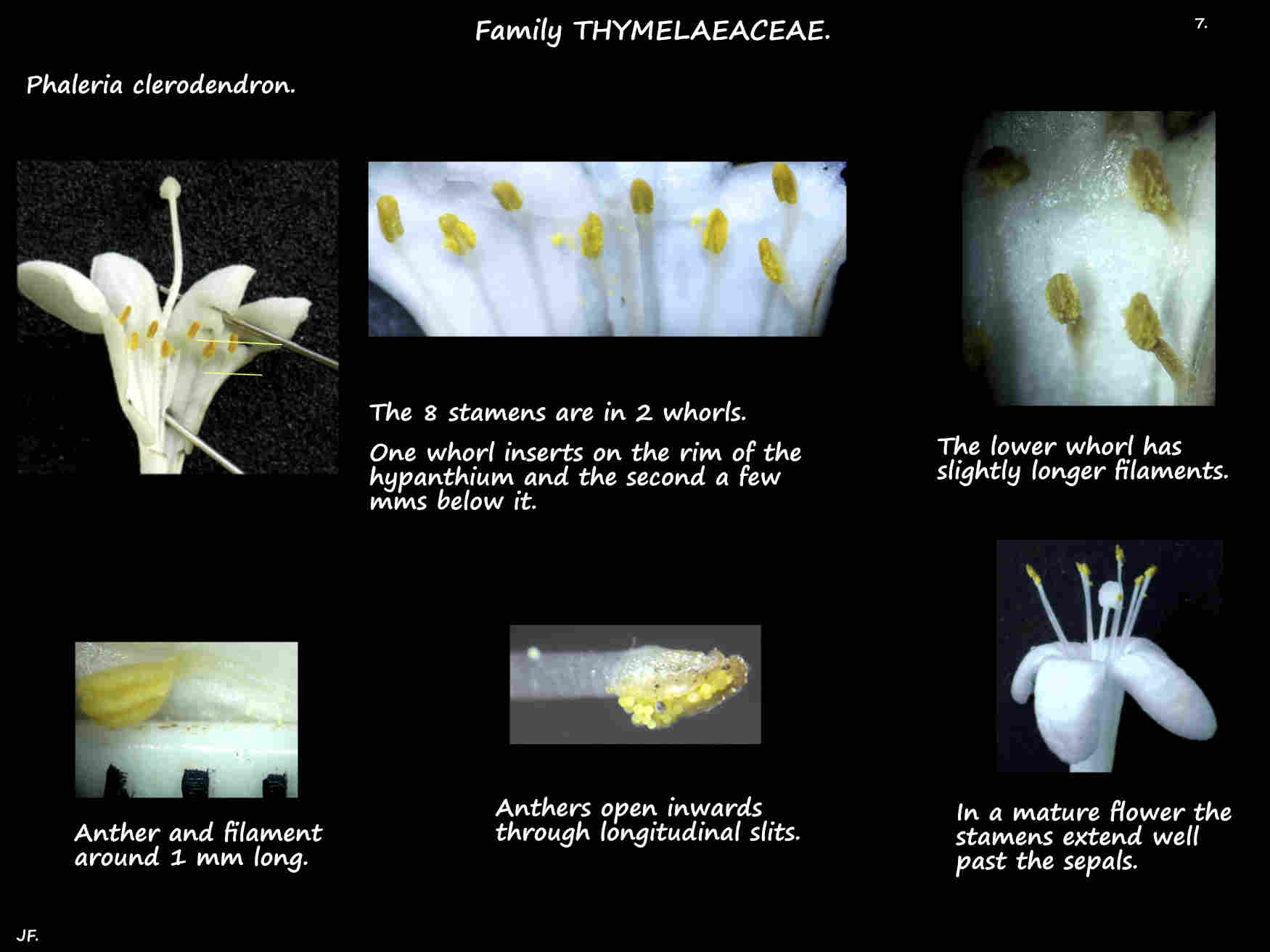 7 Phaleria clerodendron stamens