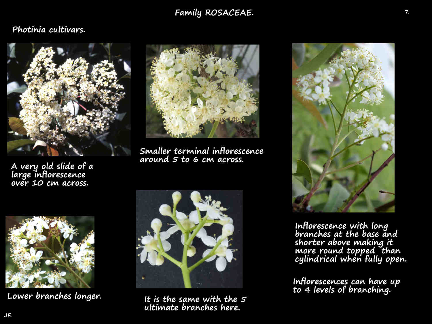 7 Photinia inflorescences