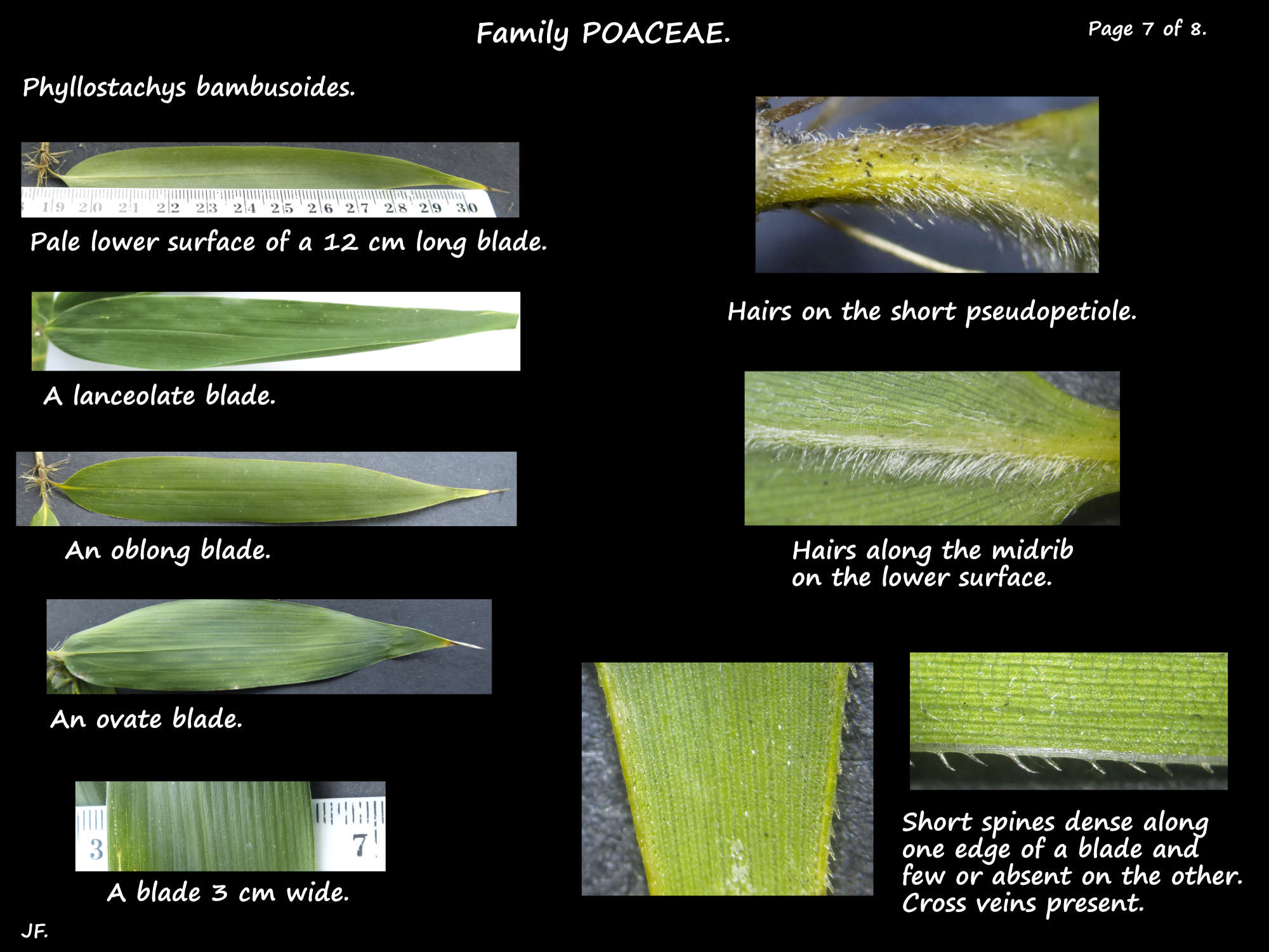 7 Phyllostachys bambusoides leaves