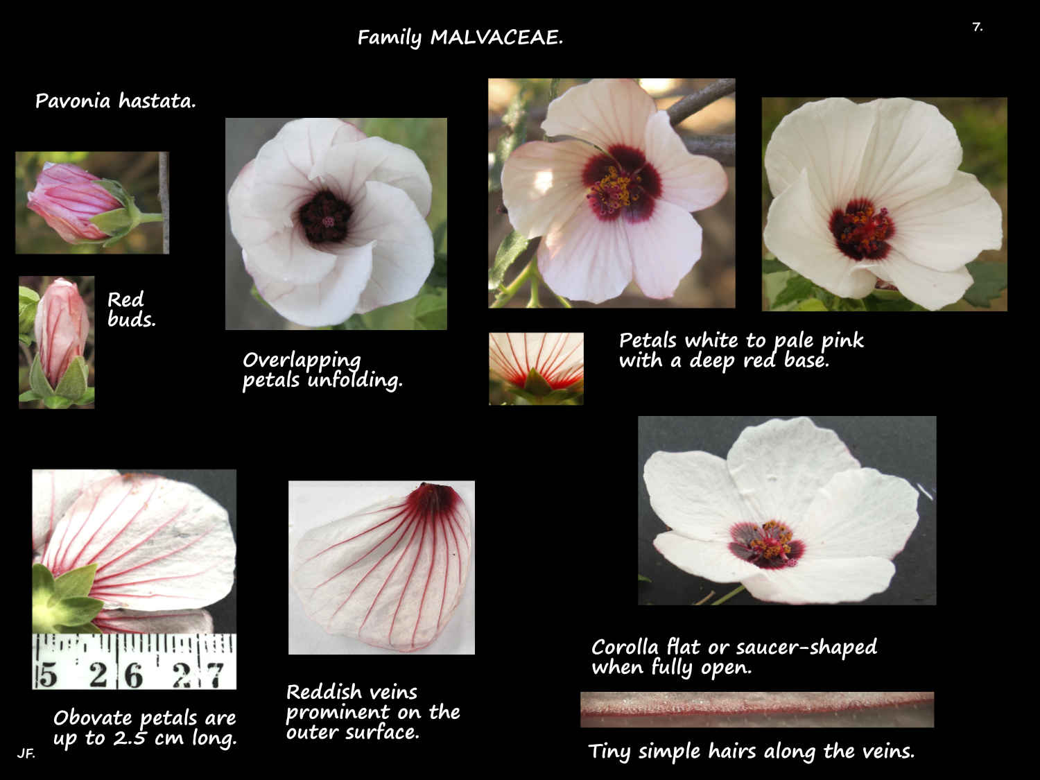 7 Pink Pavonia flowers