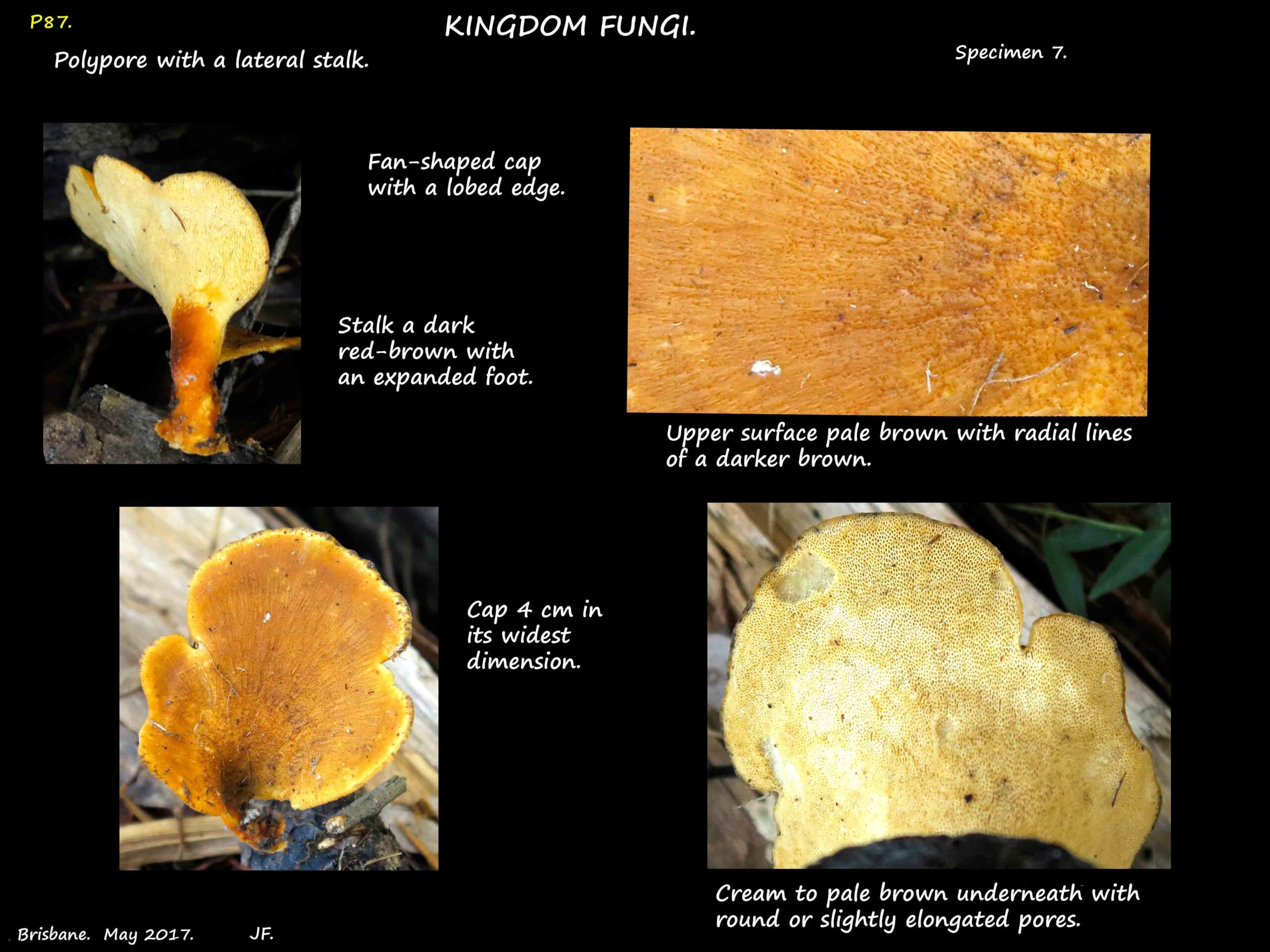 7 Polypore with a lateral stalk