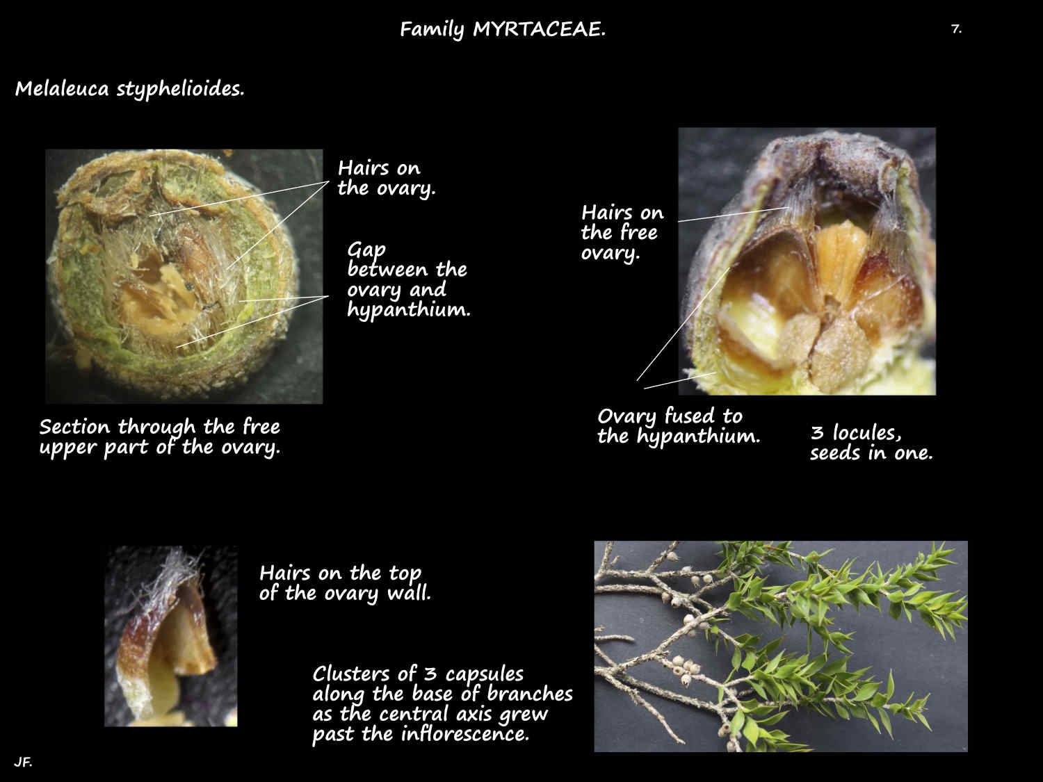 7 Prickly Paperbark ovaries