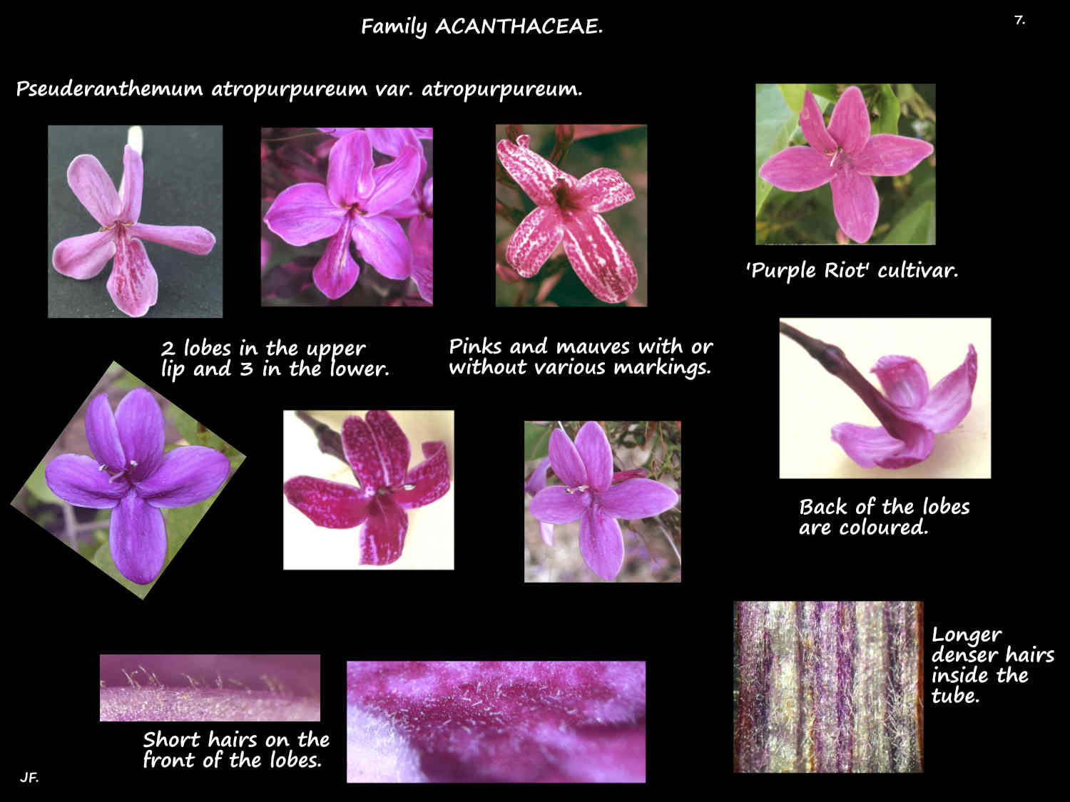 7 Pseuderanthemum 'Atropurpureum' petals