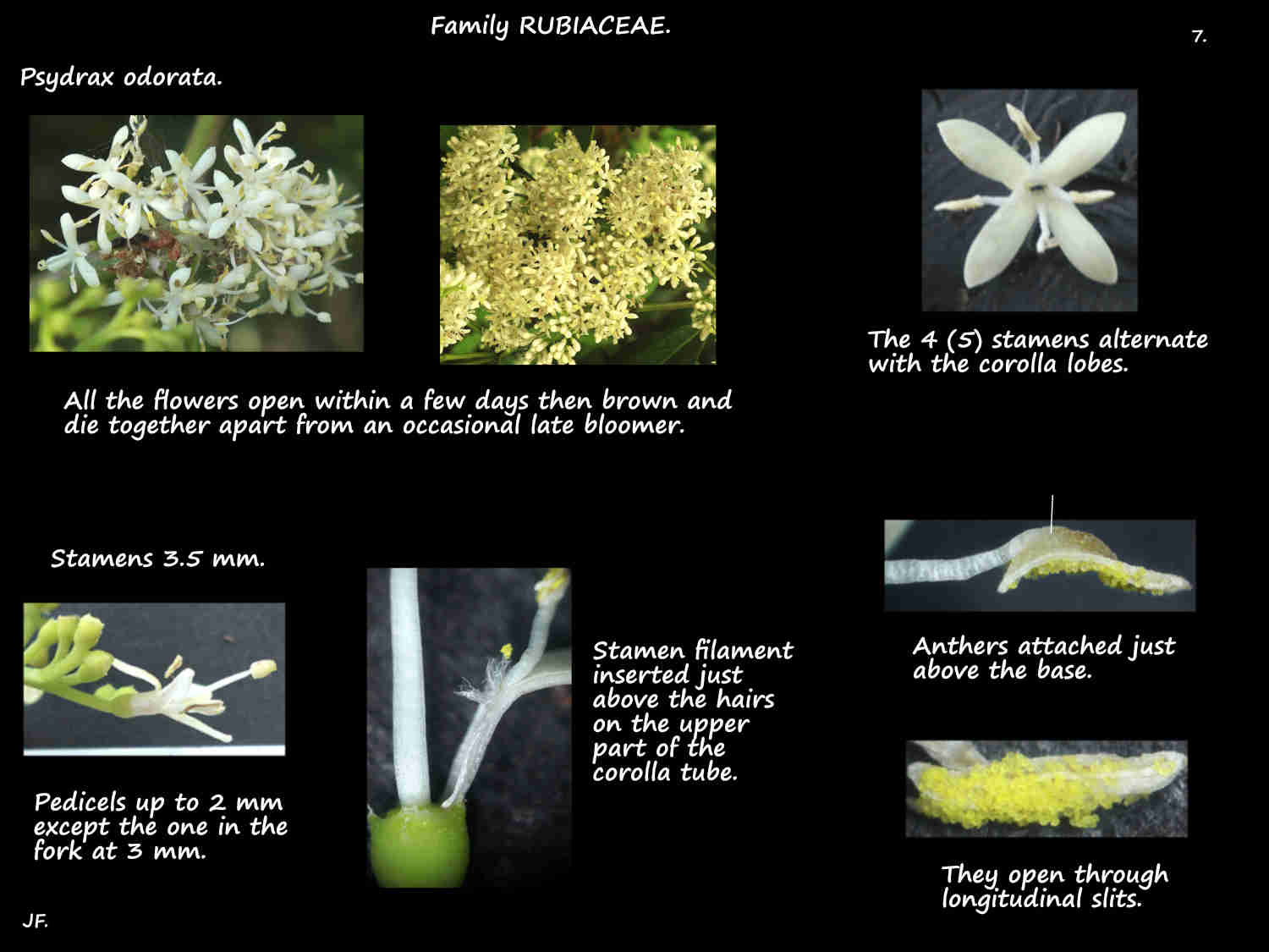 7 Psydrax odorata stamens