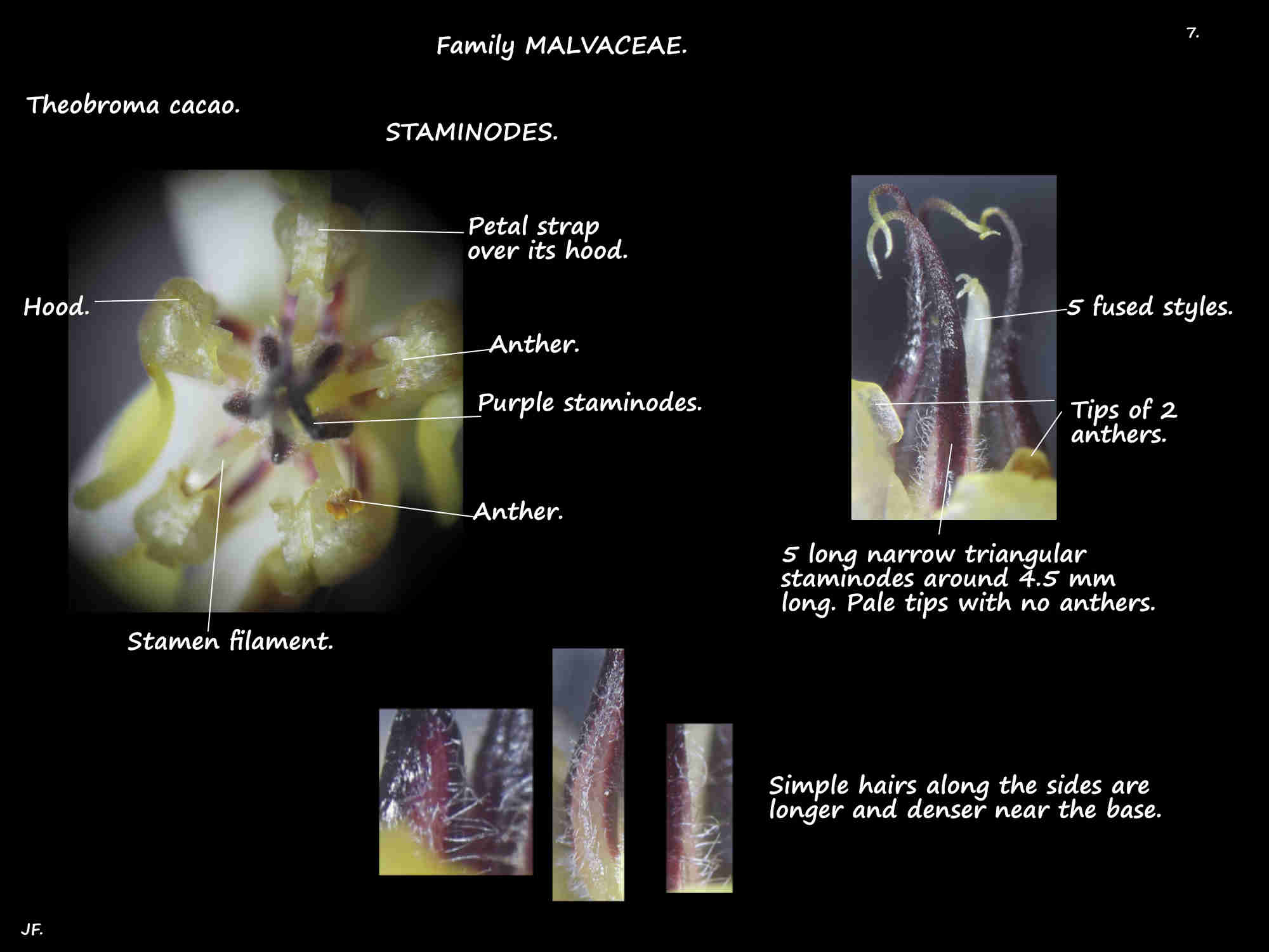 7 Purple Theobroma cacao staminodes