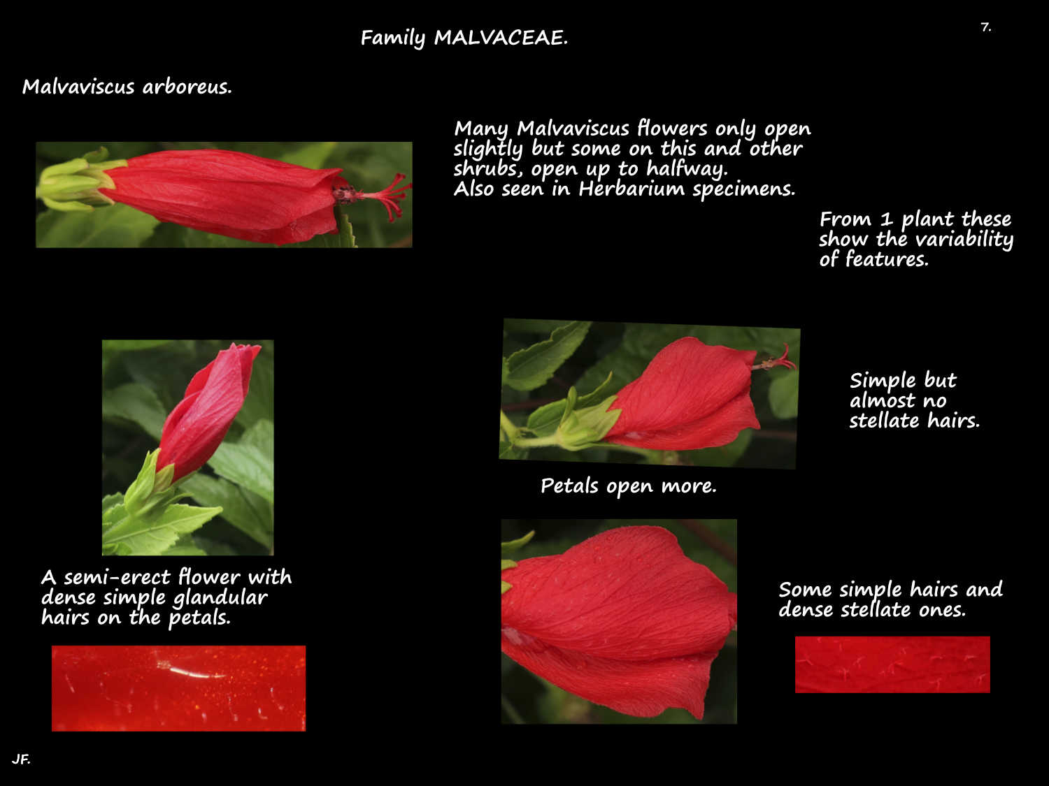 7 Red Malvaviscus arboreus petals