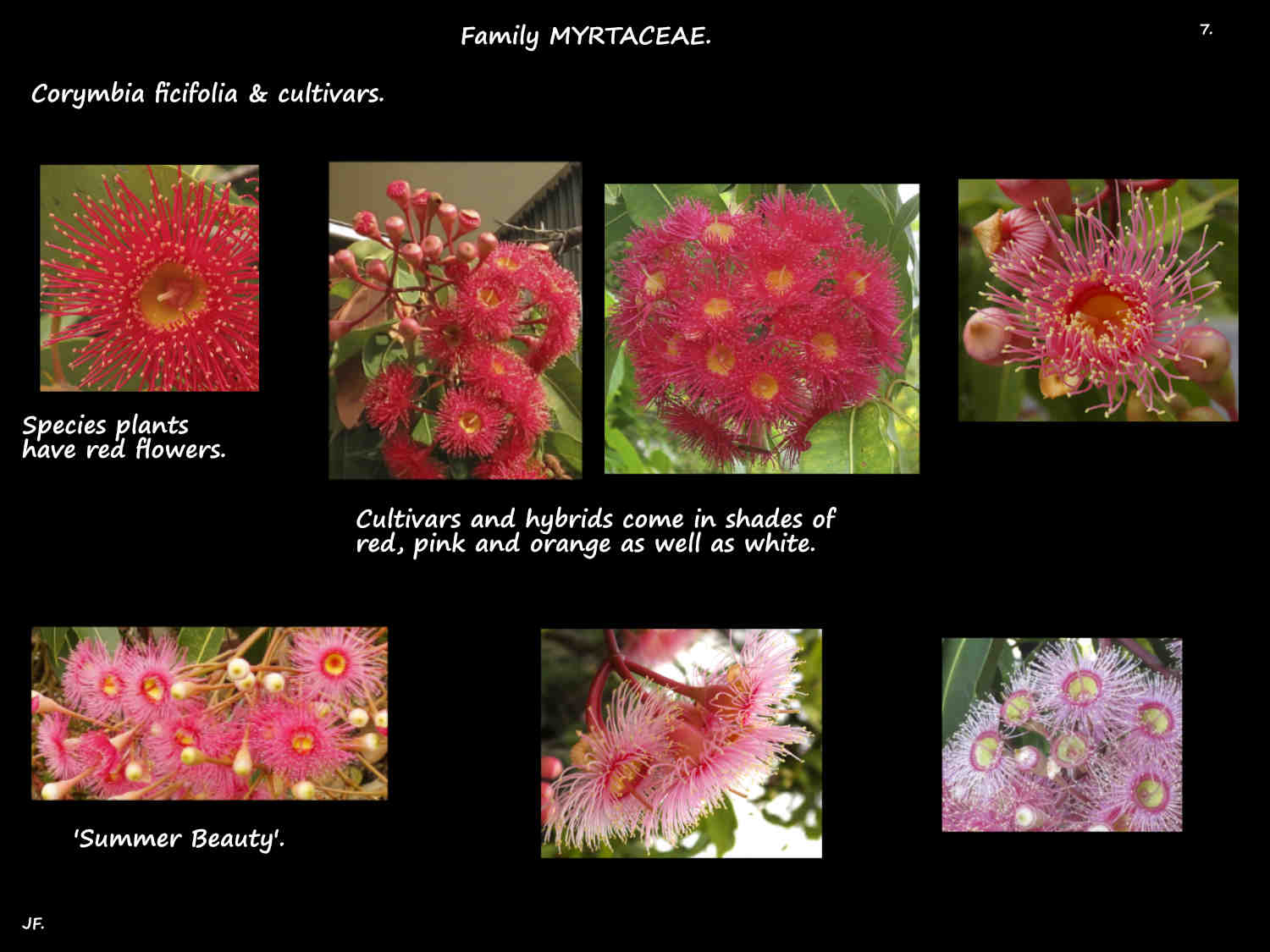 7 Red-flowering gum cultivars