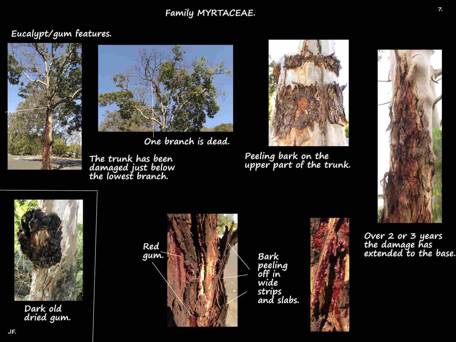 7 Red gum on a eucalypt trunk