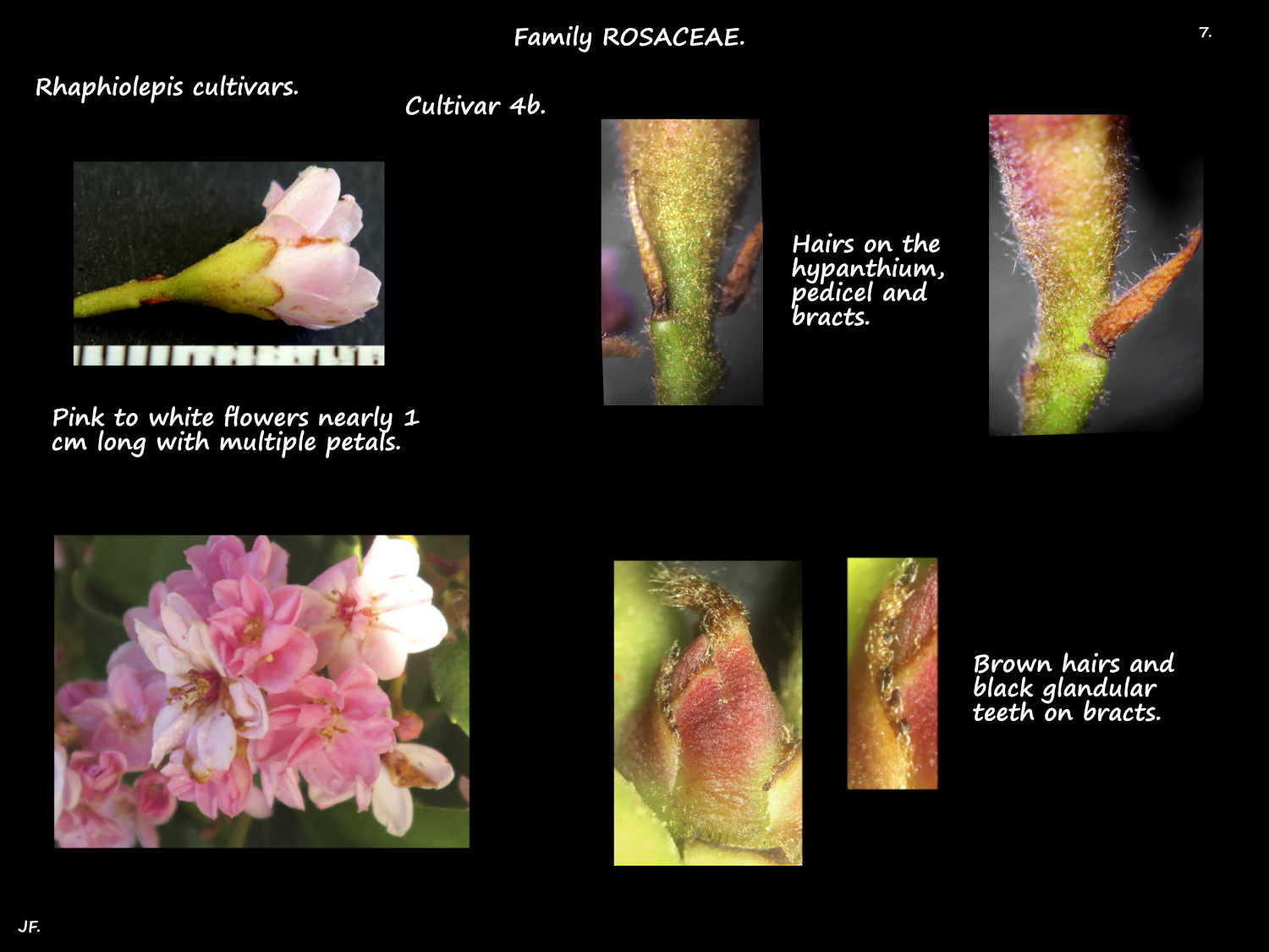 7 Rhaphiolepis cultivar 4b