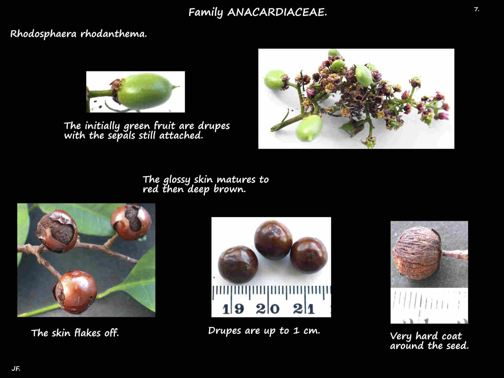 7 Rhodosphaera rhodanthema drupes