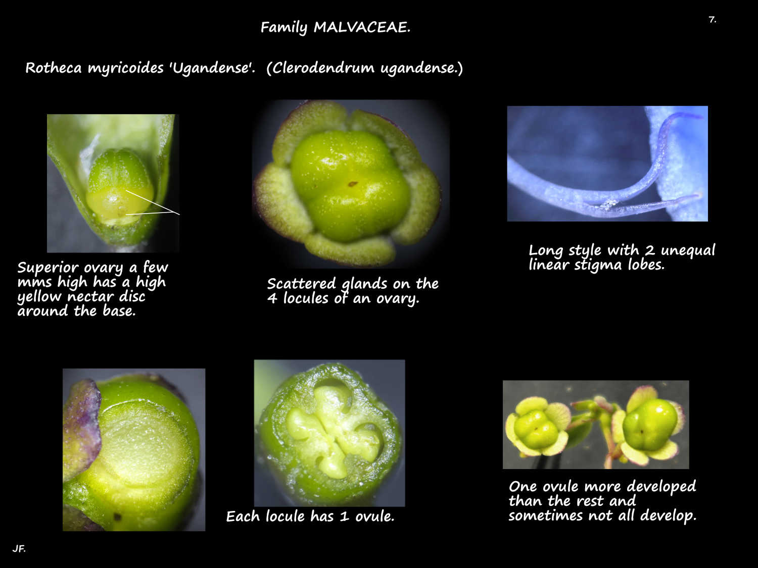 7 Rotheca myricoides ovary & stigmas