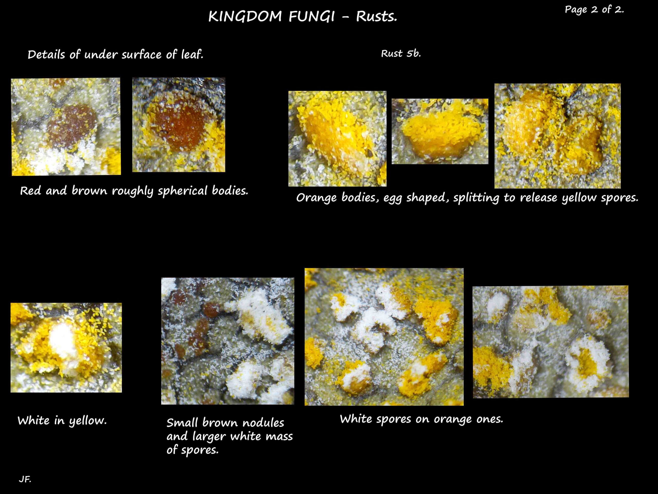 6b Yellow & white spores of the rust