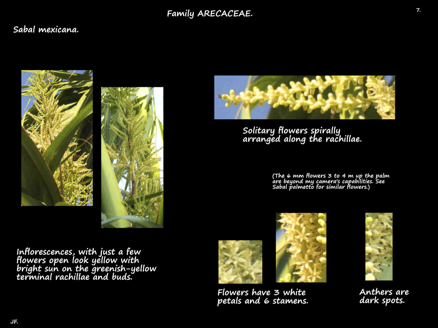 7 Sabal mexicana flowers