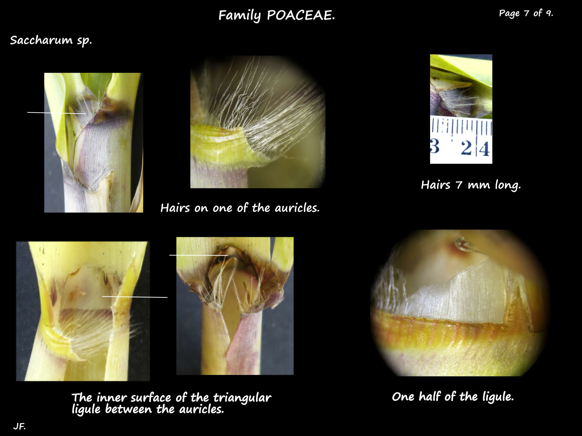 7 Saccharum auricle & ligule