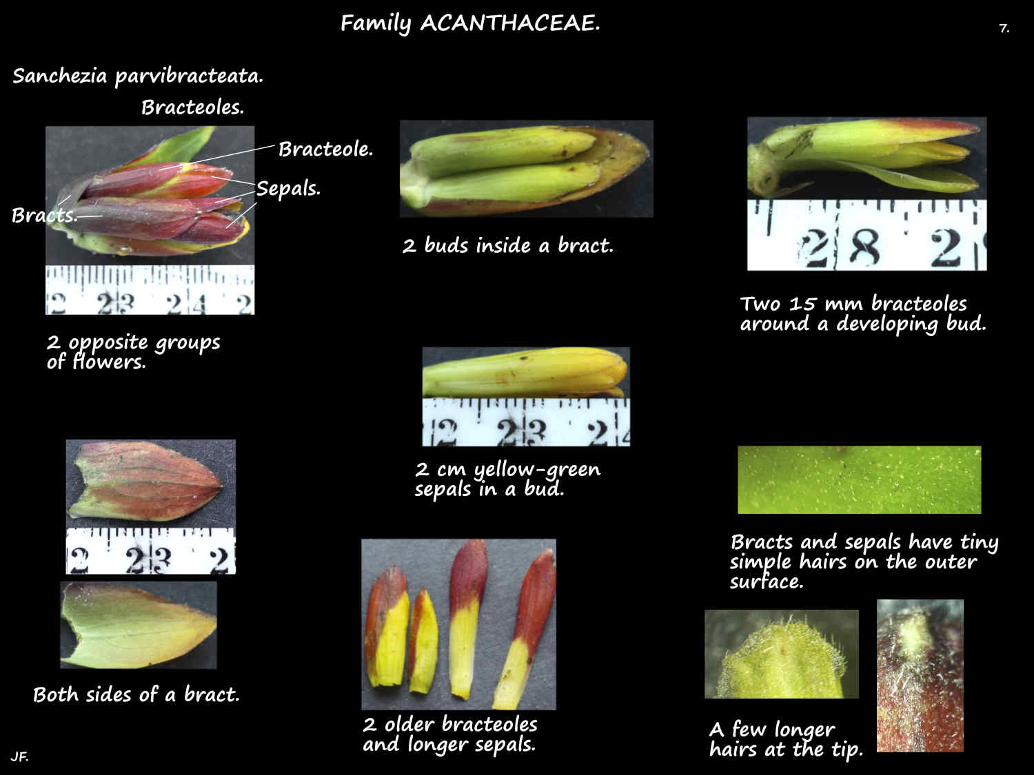 7 Sanchezia bracts, bracteoles & sepals