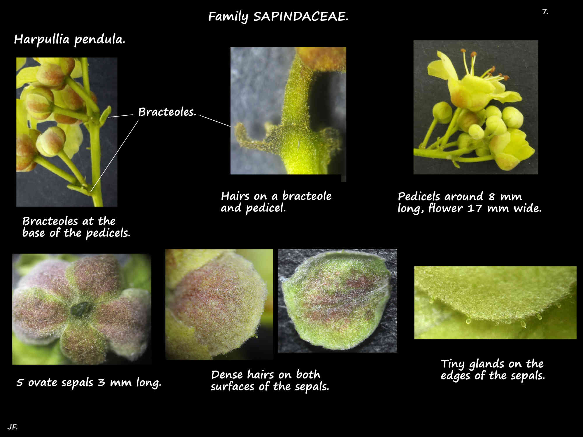 7 Sepals & bracteoles of Harpullia pendula flowers