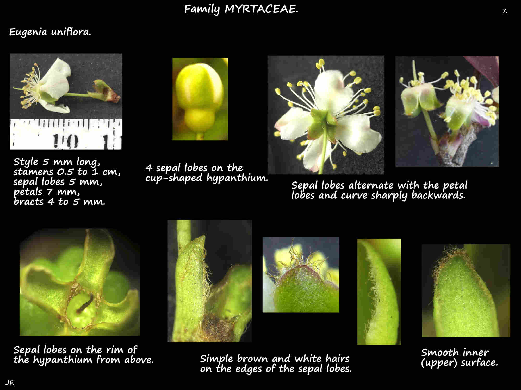 7 Sepals of Eugenia uniflora flowers