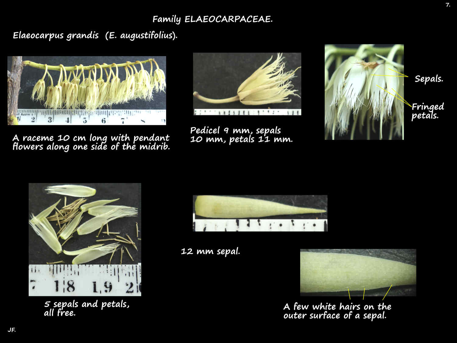 7 Sepals on Elaeocarpus grandis flowers