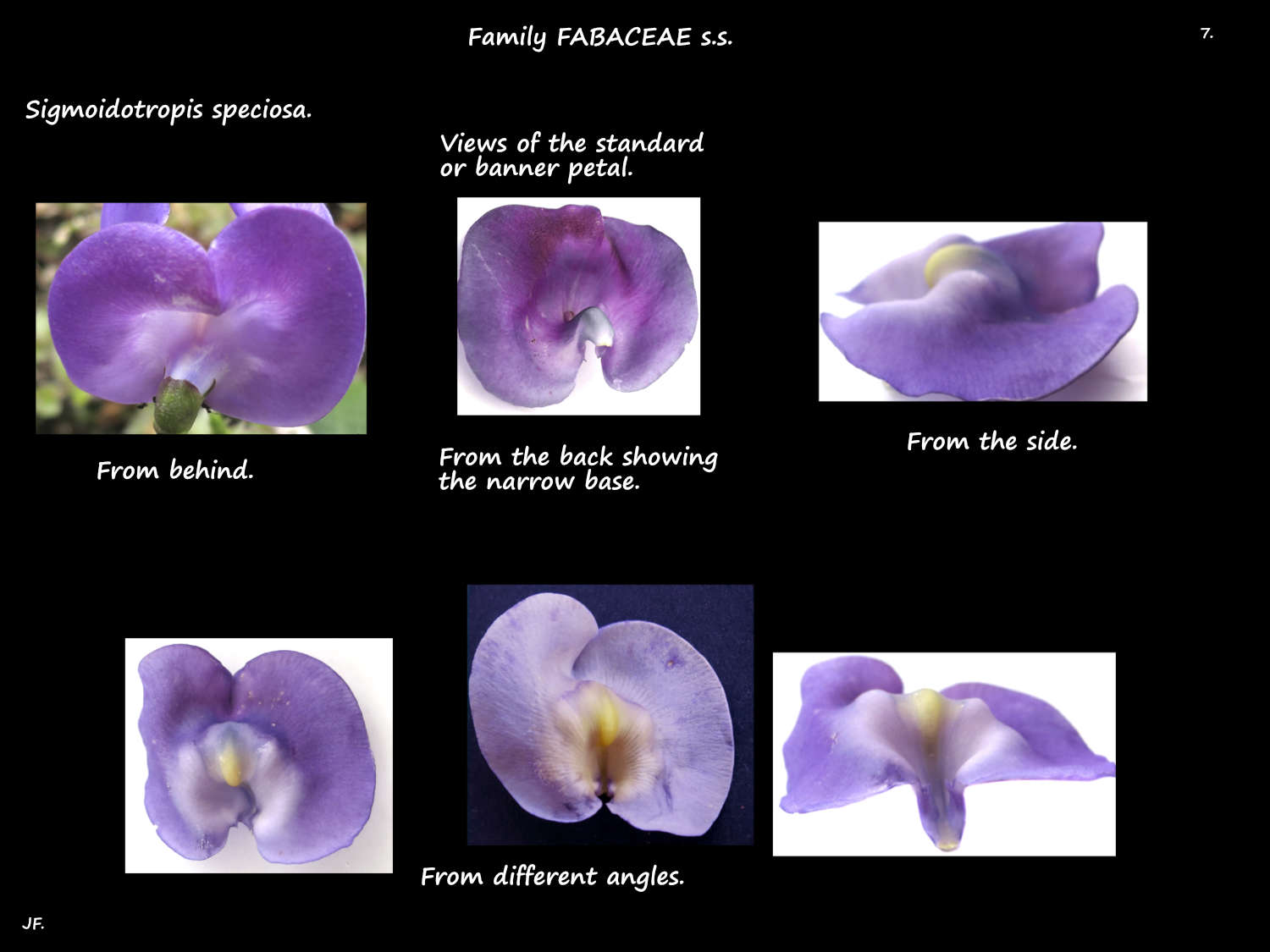 7 Sigmoidotropis speciosa banner petal