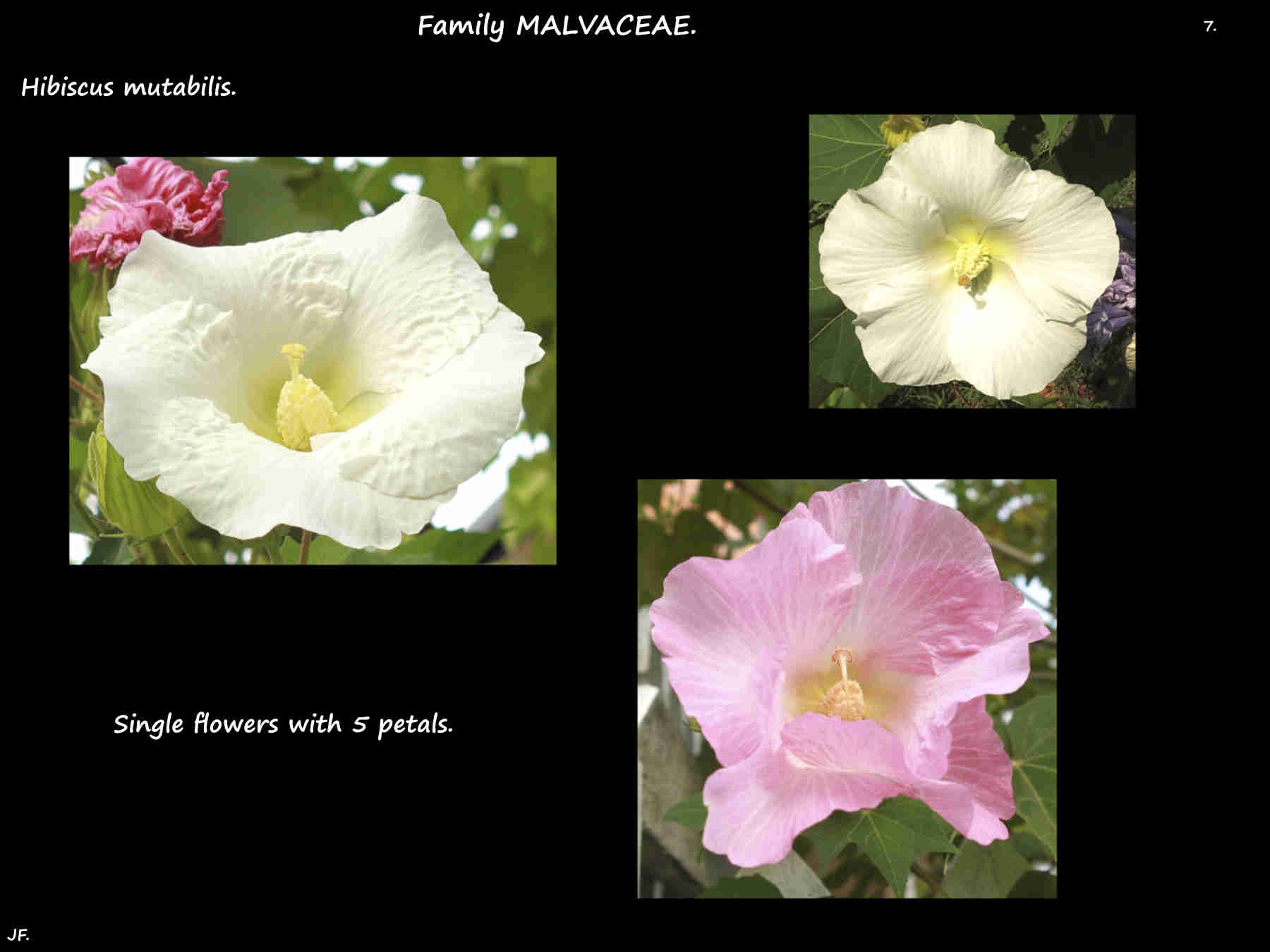 7 Single Cotton Rose Mallow flowers