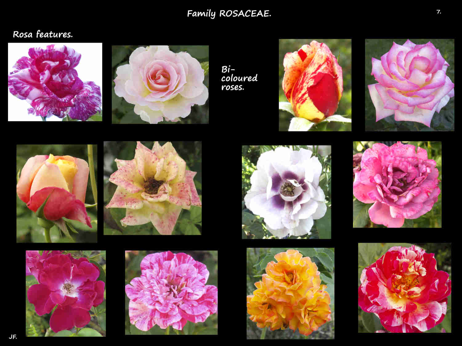 7 Some bi-coloured roses