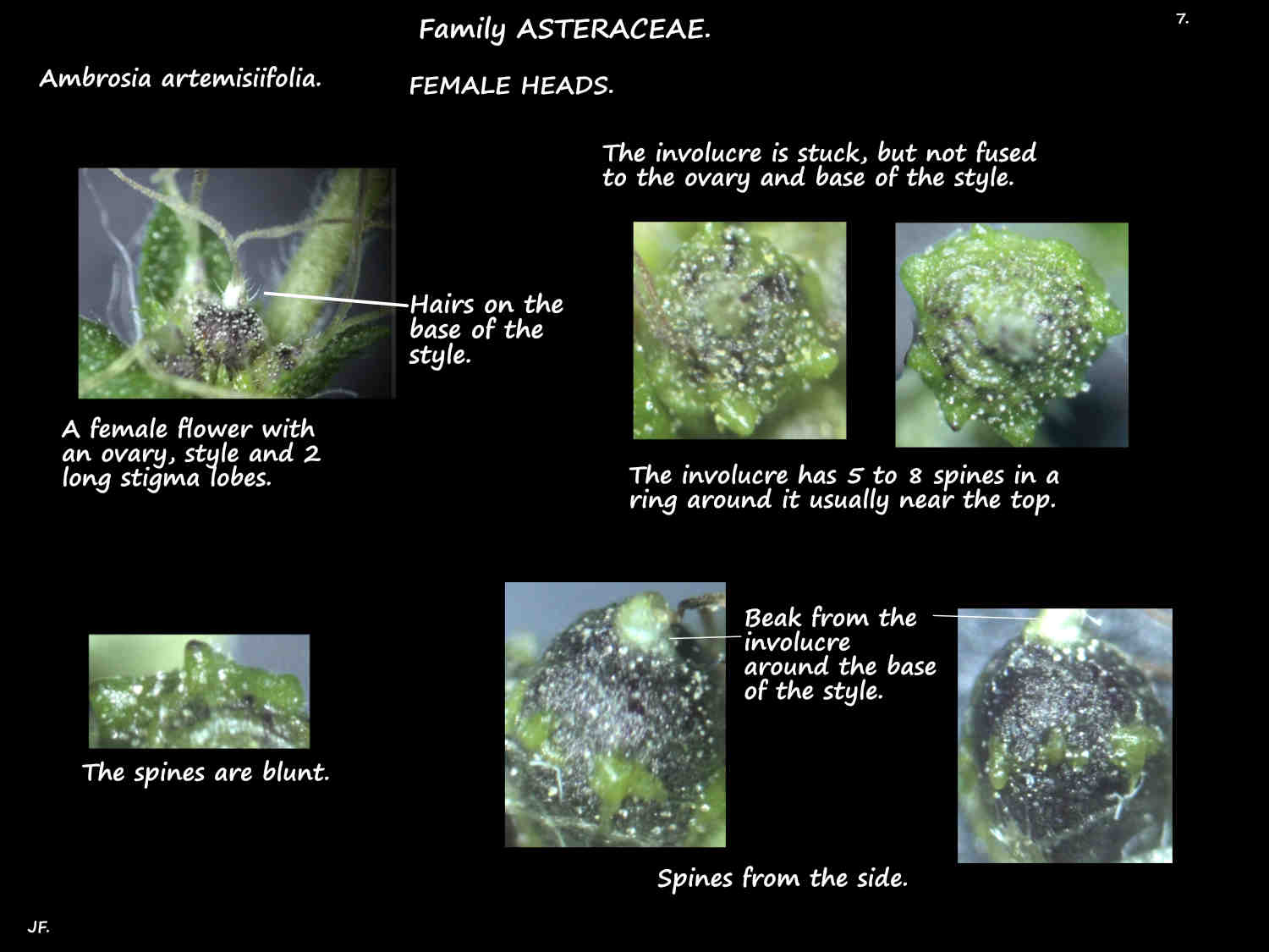 7 Spines on the involucre on female Ragweed flowers