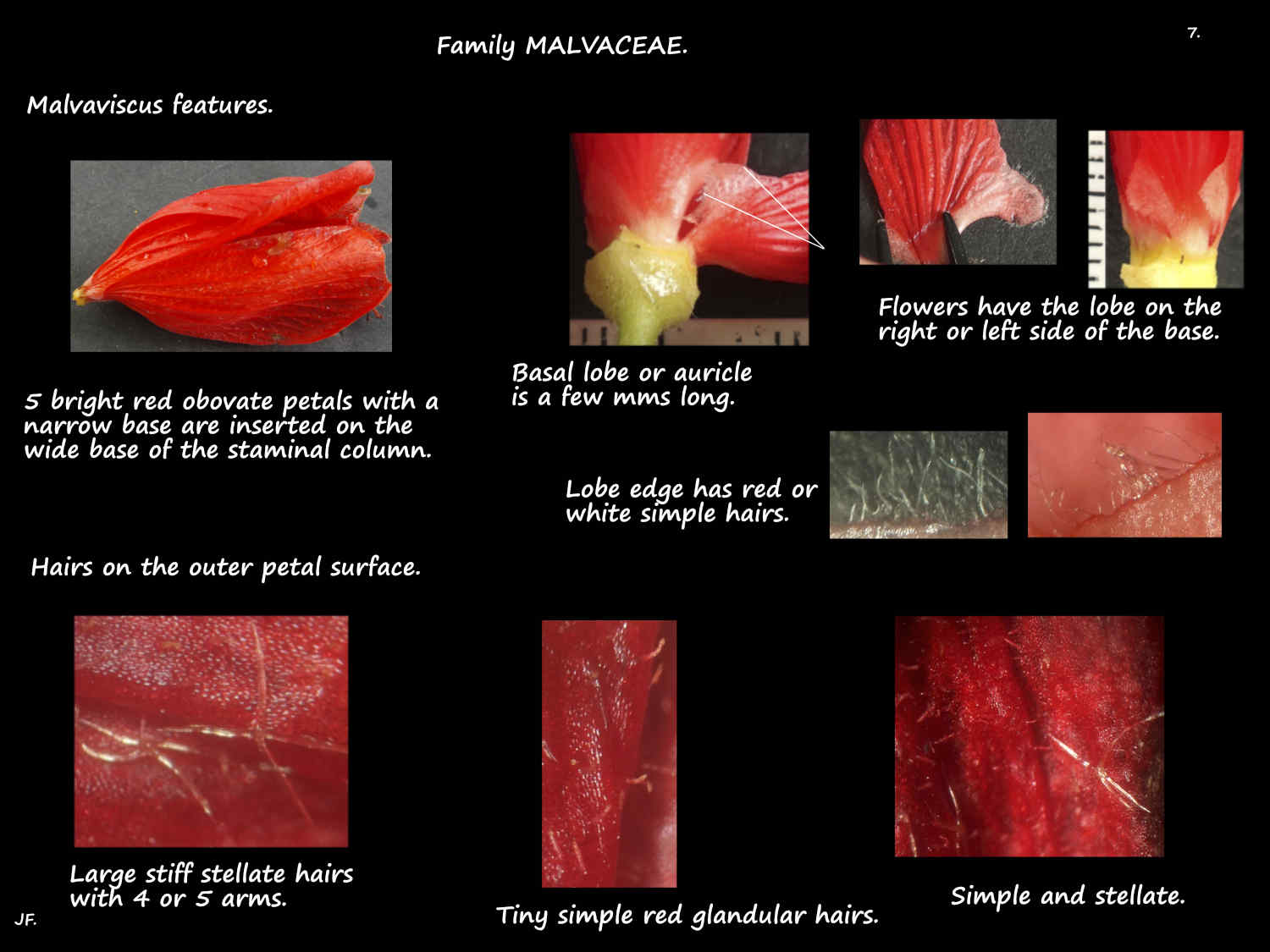 7 Stellate hairs on Malvaviscus petals