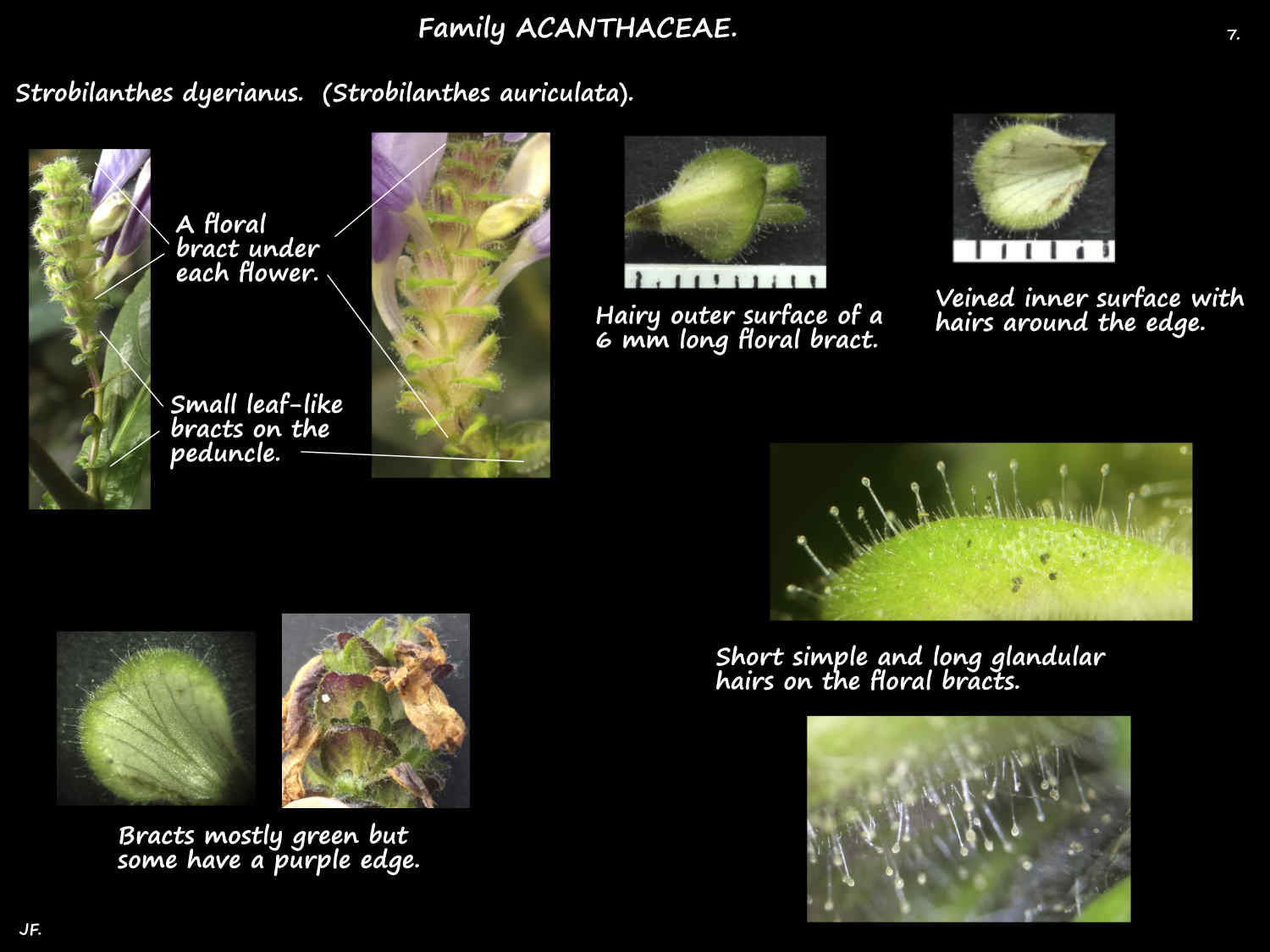 7 Strobilanthes auriculata bracts