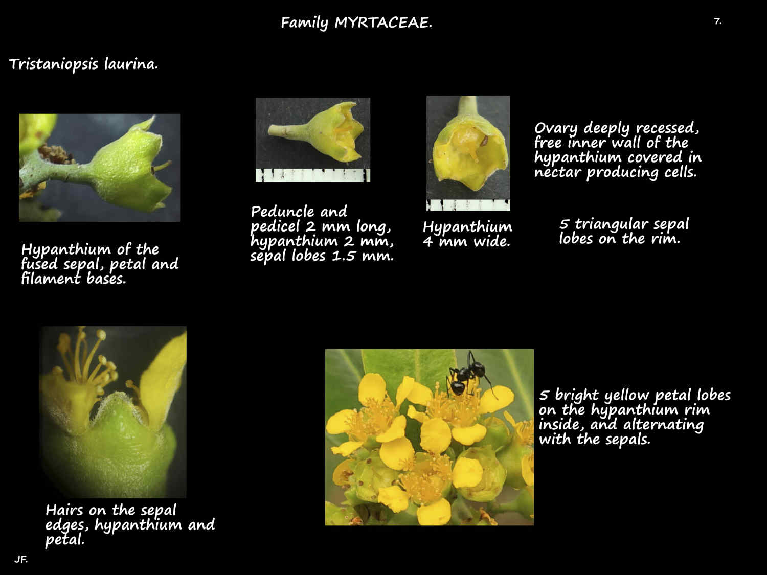 7 T. laurina hypanthium & sepals