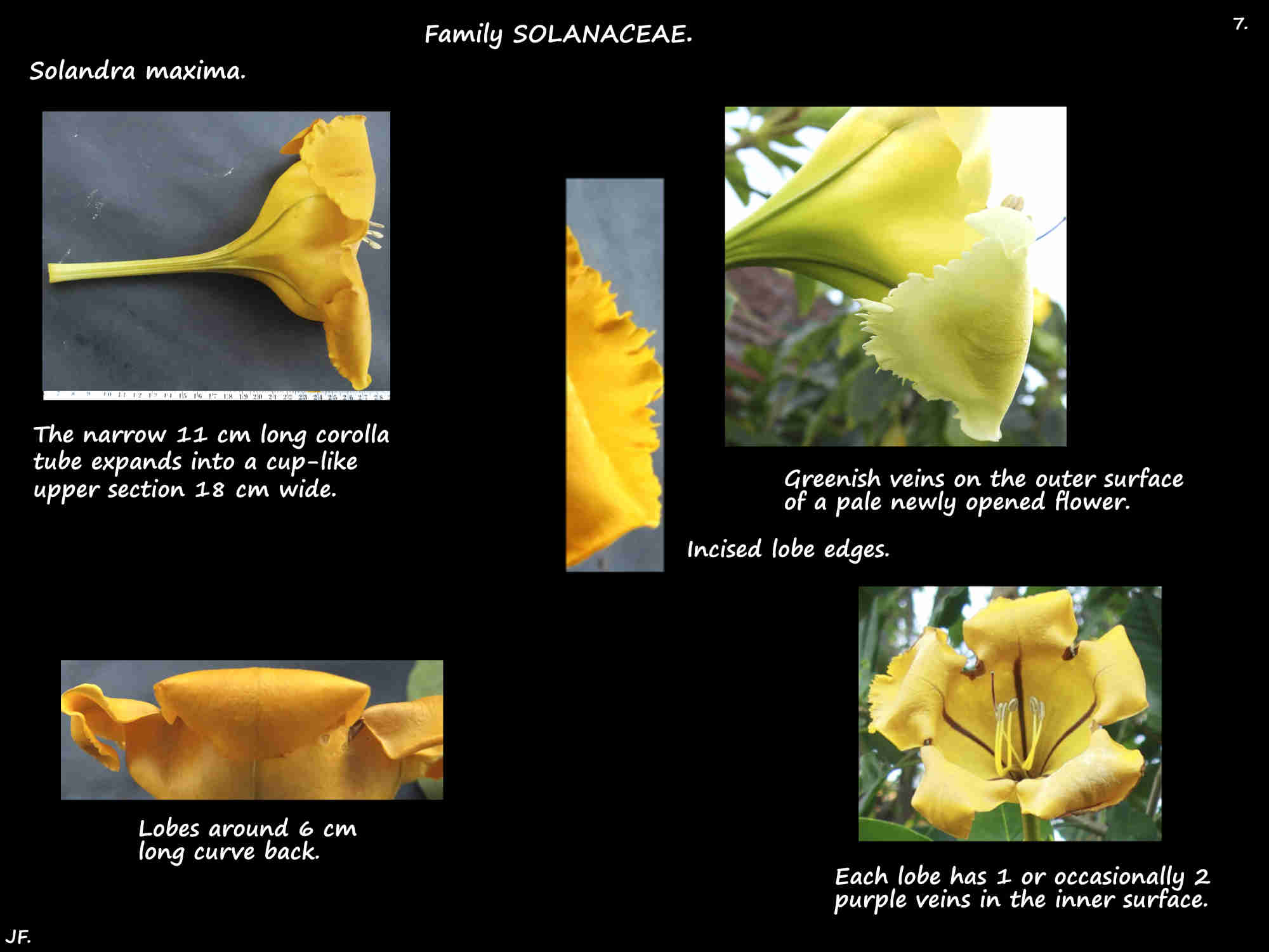 7 The Solandra maxima corolla