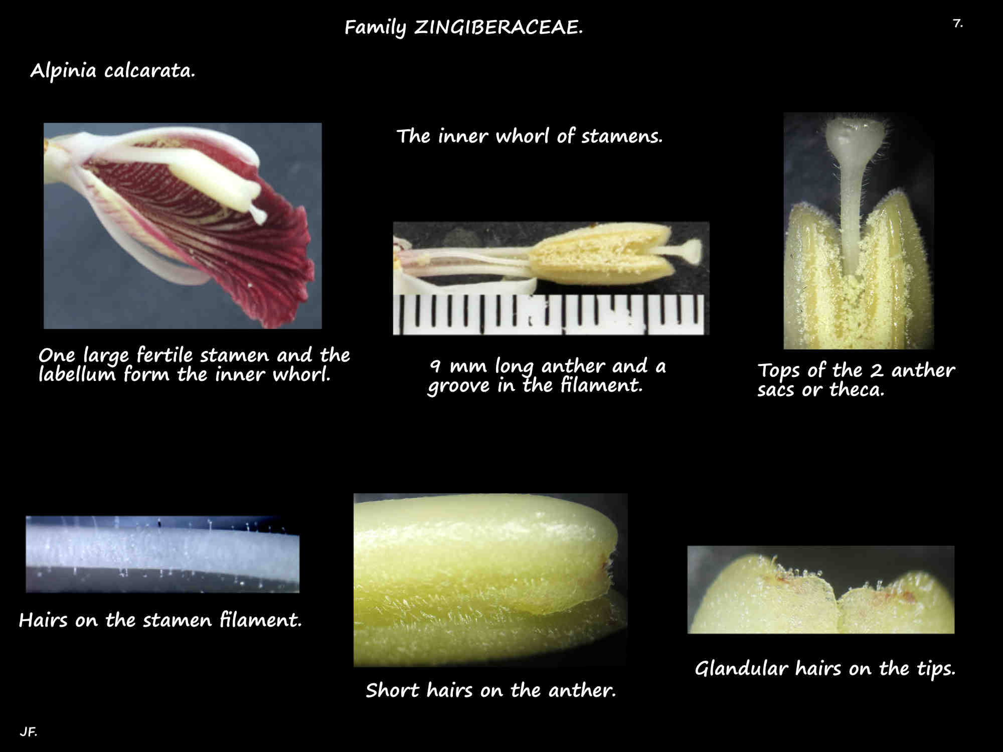 7 The fertile stamen of Snap ginger flowers