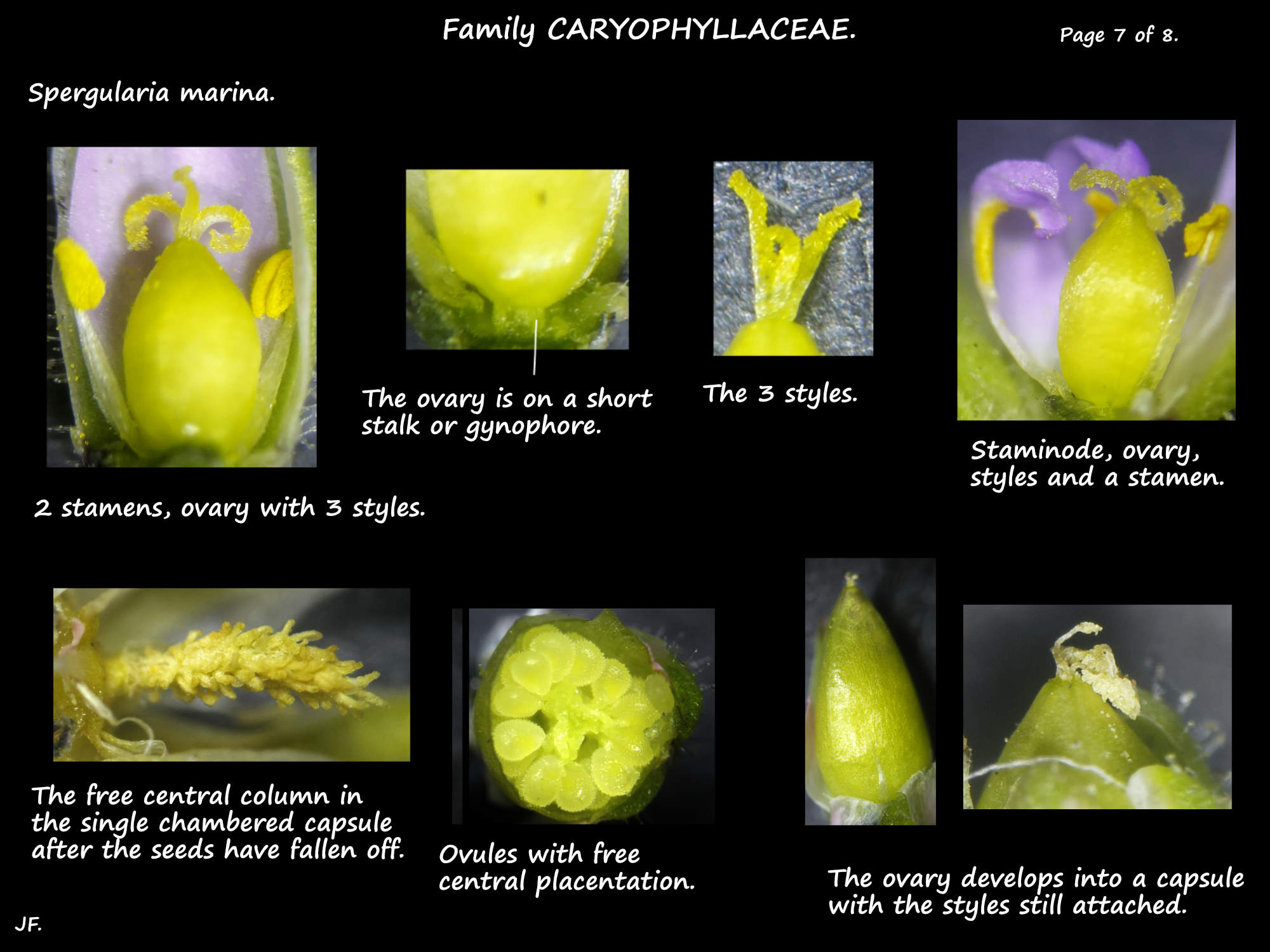 7 The gynophore, ovary & styles of Spergularia marina