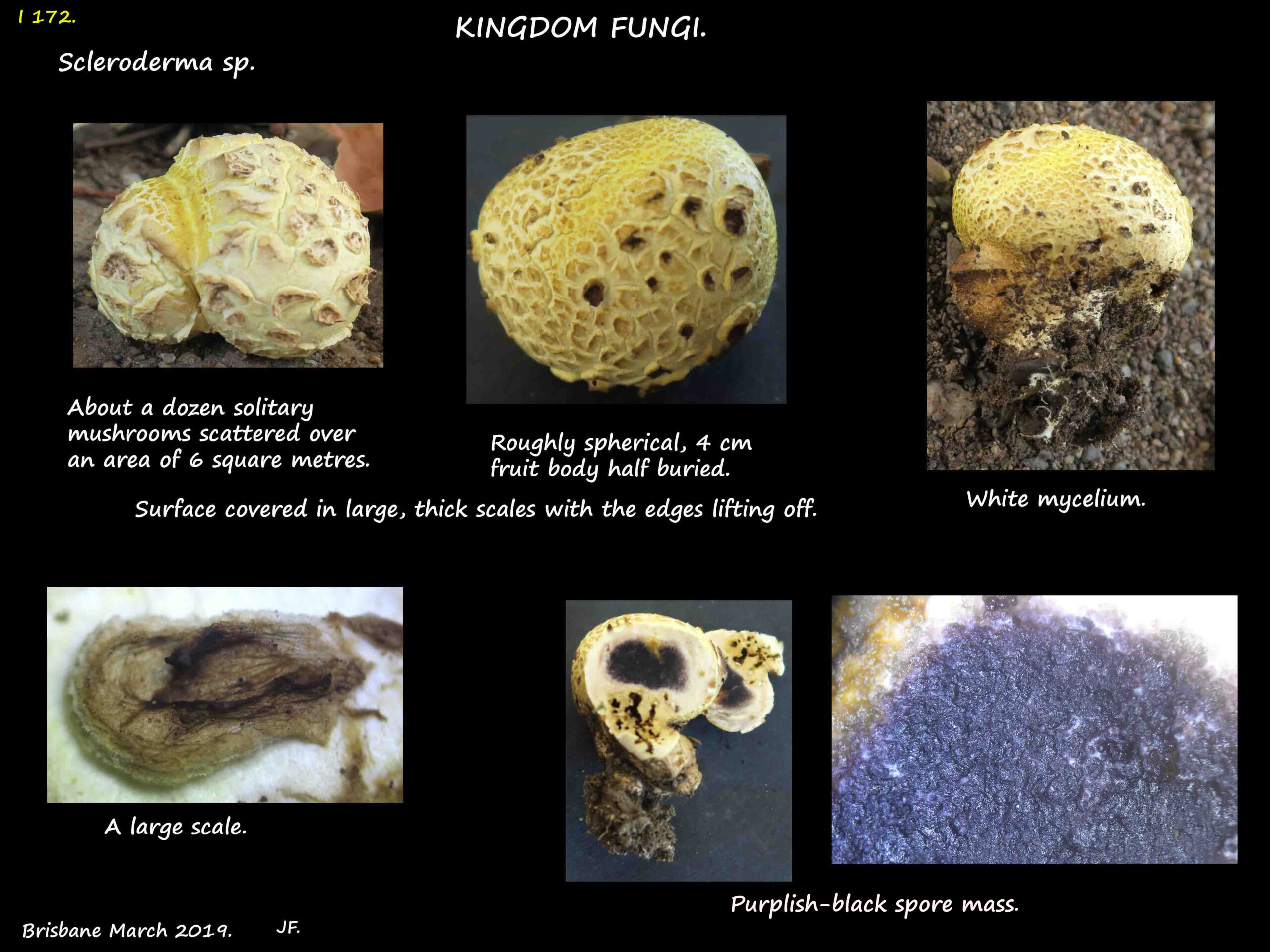7 The mycelium & black spore mass of a Scleroderma fruit body